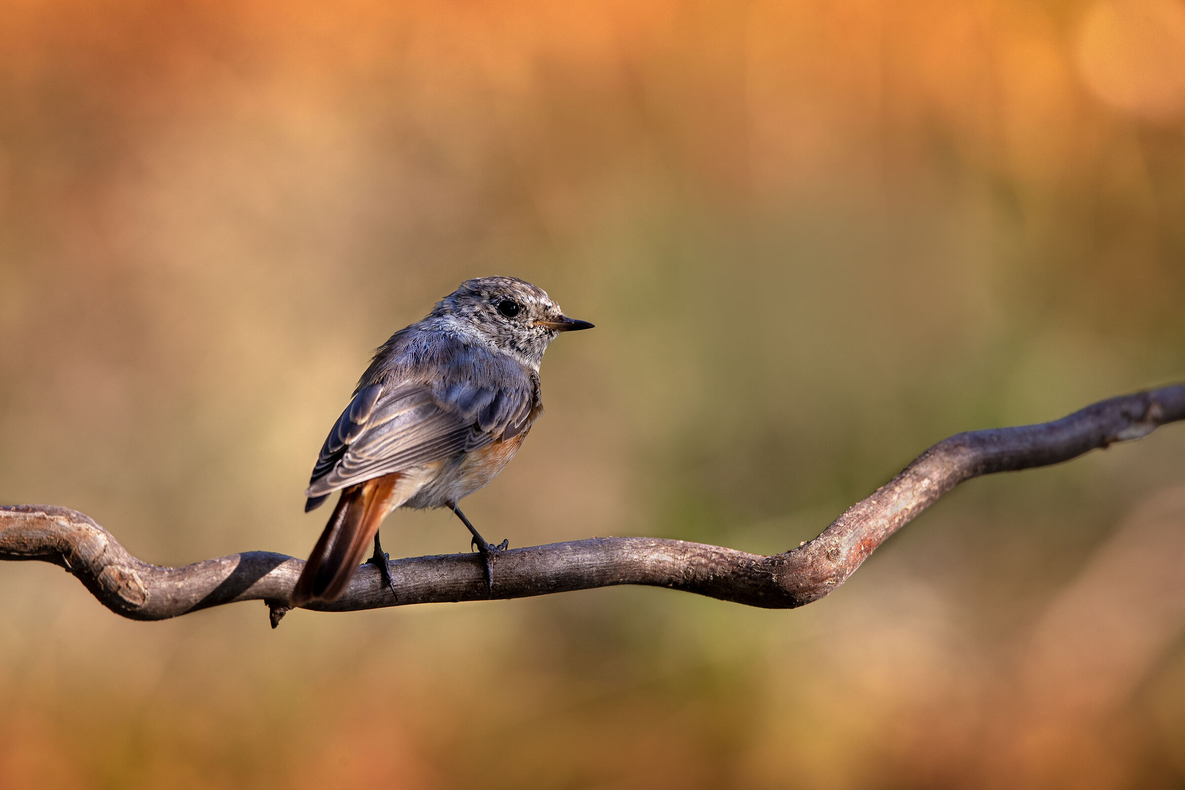 giovane codirosso comune