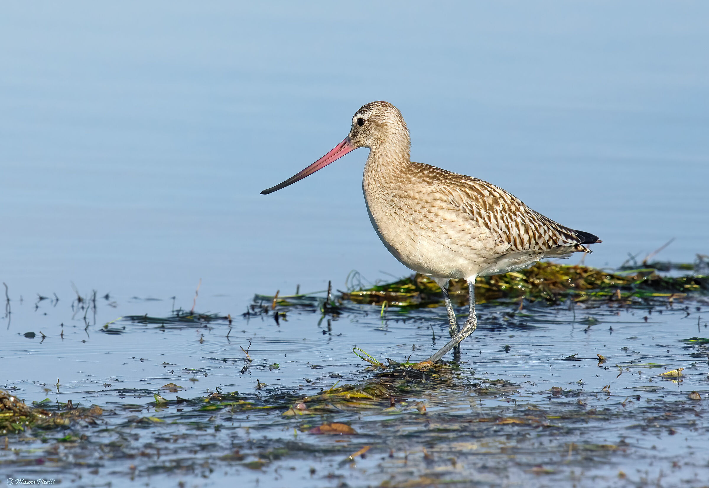 Pittima Minore (Limosa lapponica)