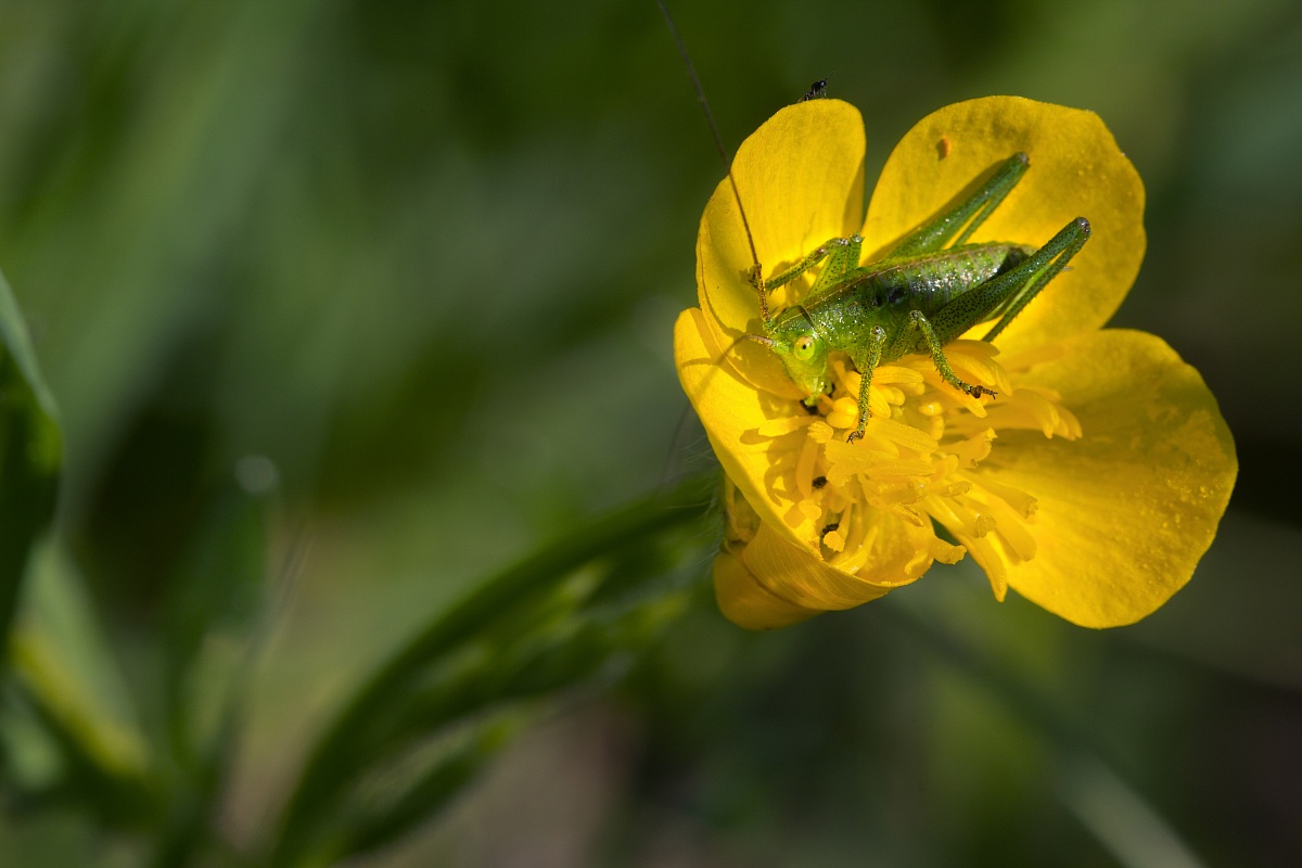 Grillo con intruso...