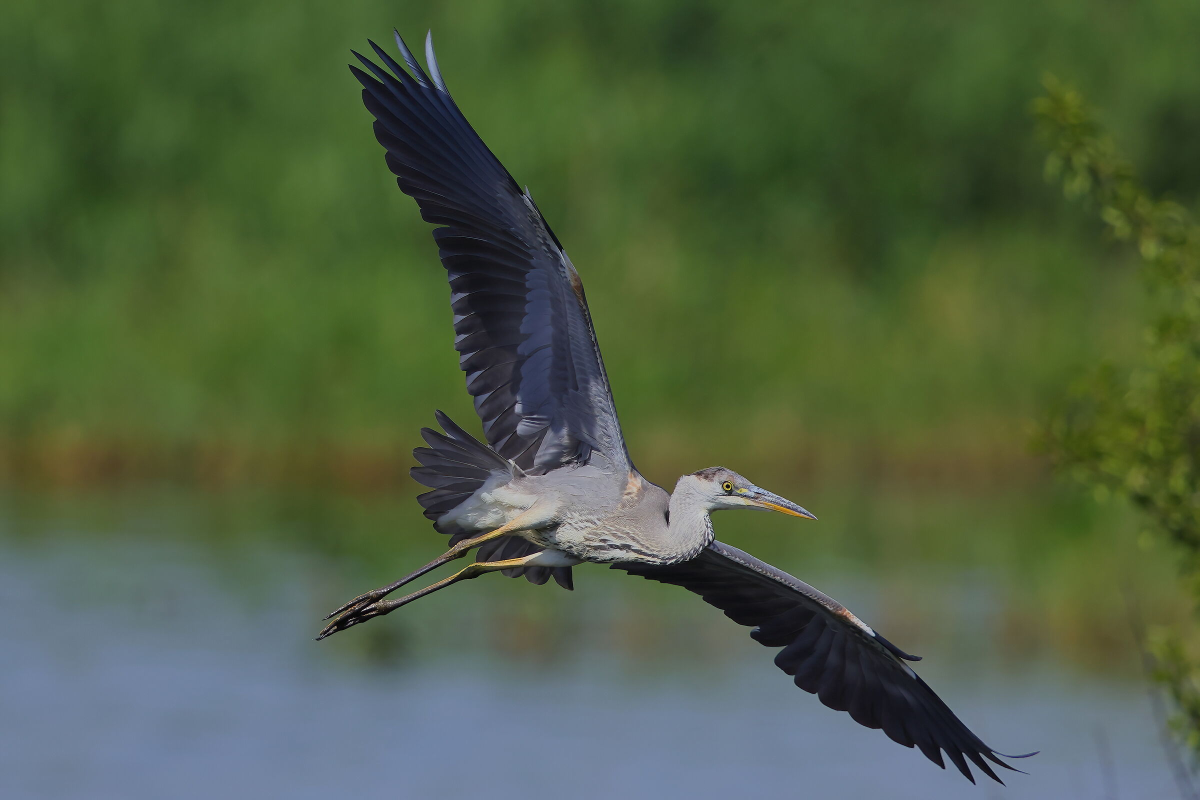 Grey heron