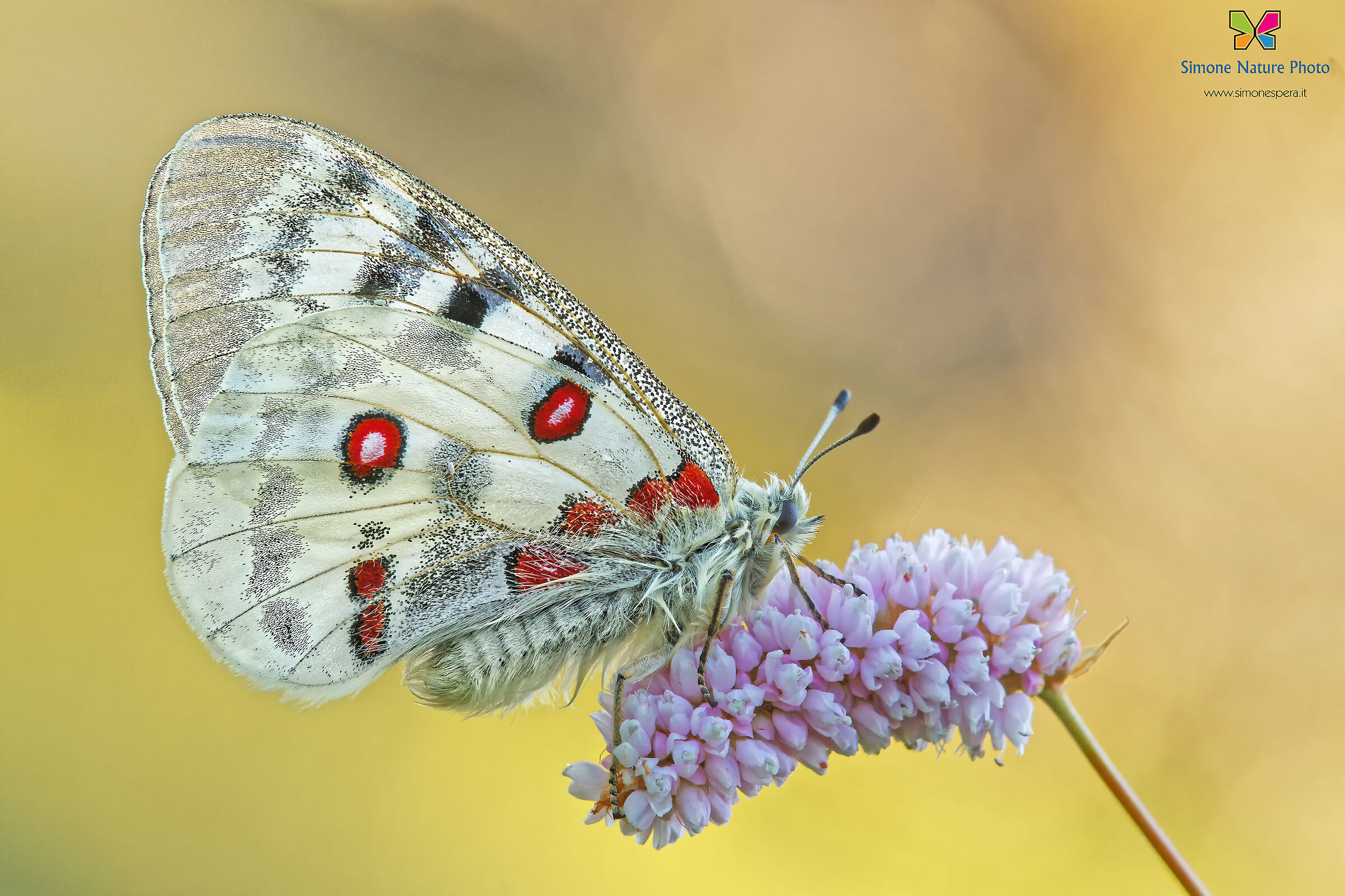 Parnassius apollo.....