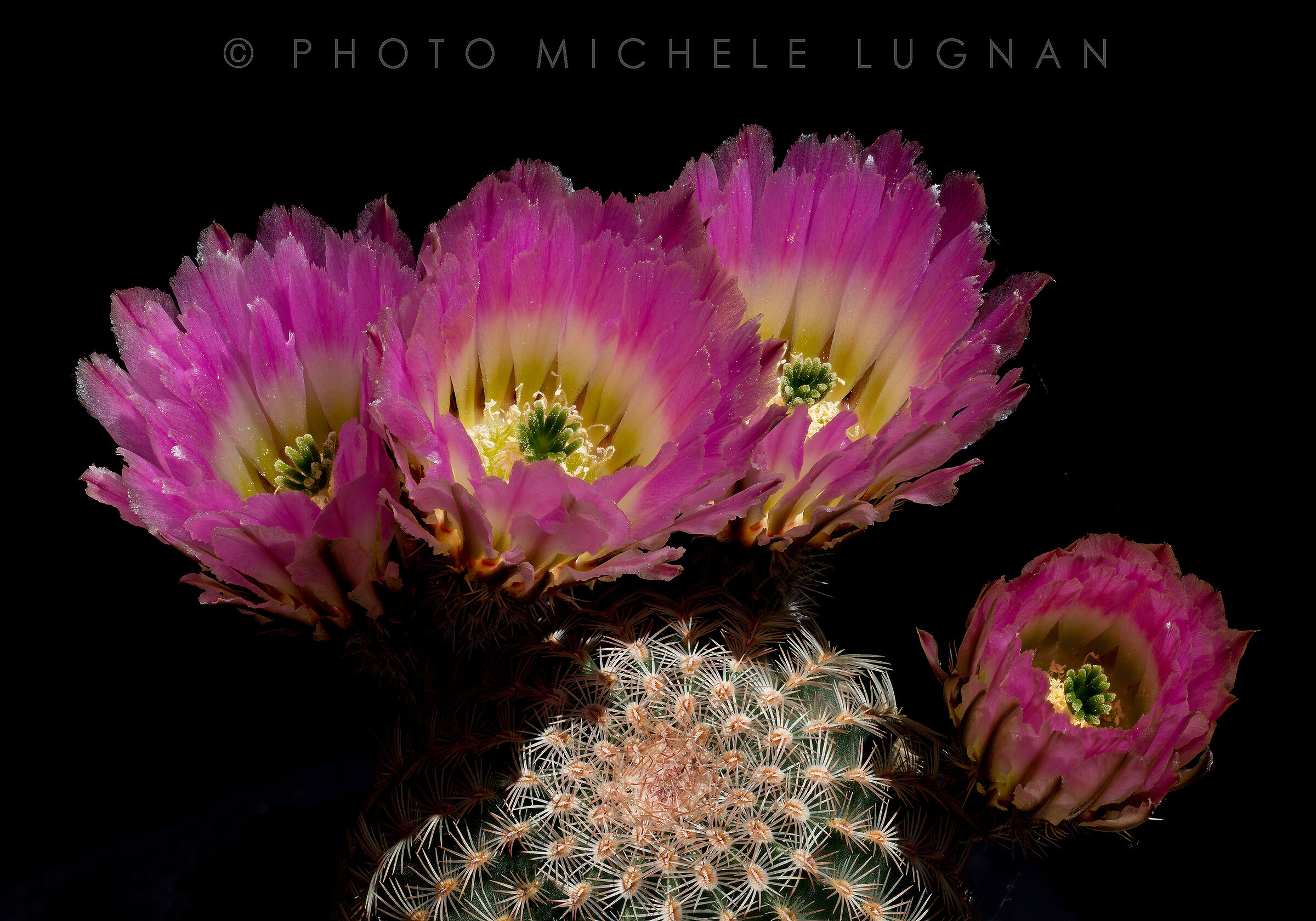 Echinocereus pectinatus (forma P 337)