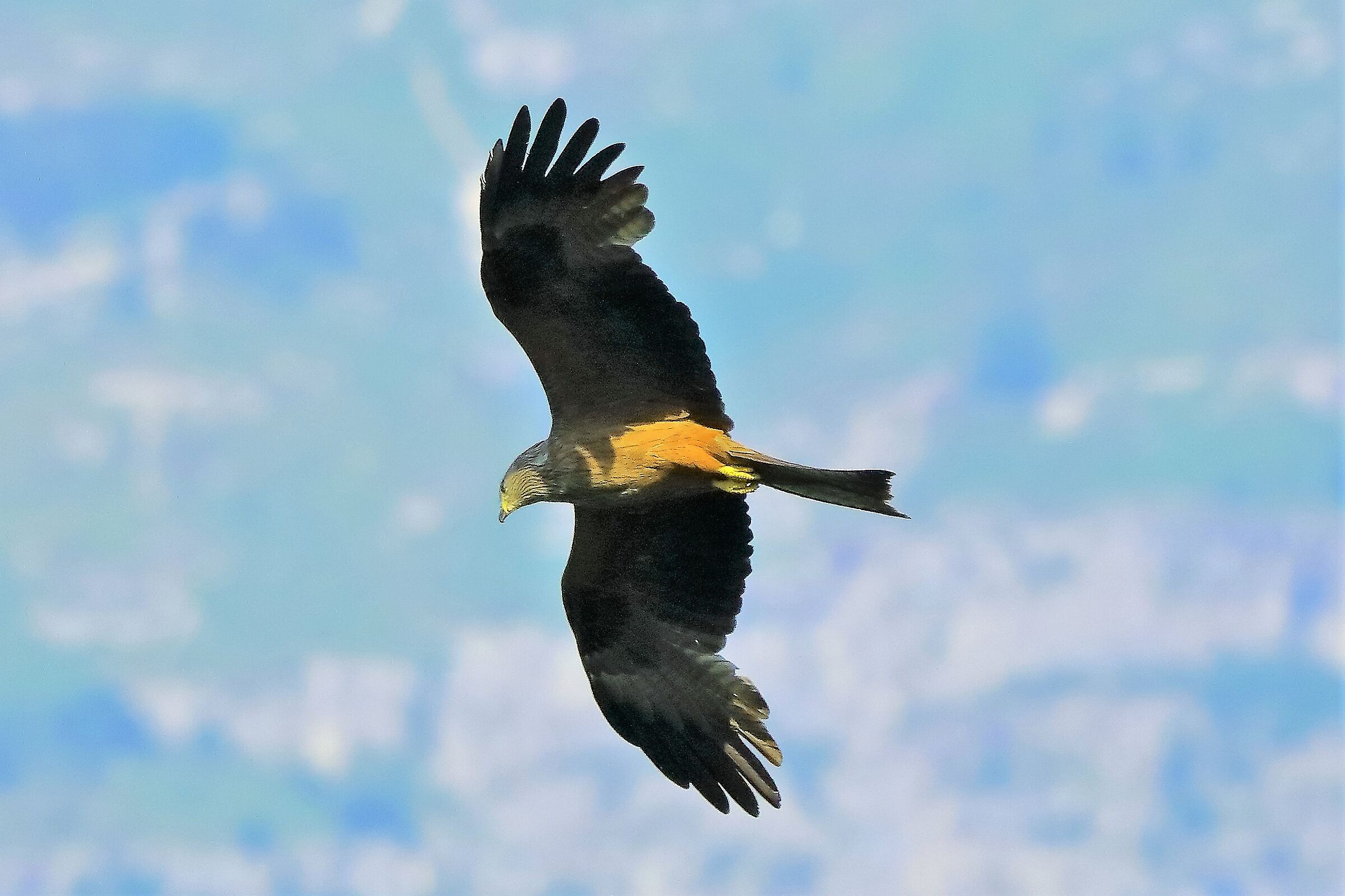 Nibbio bruno 06-06-2022