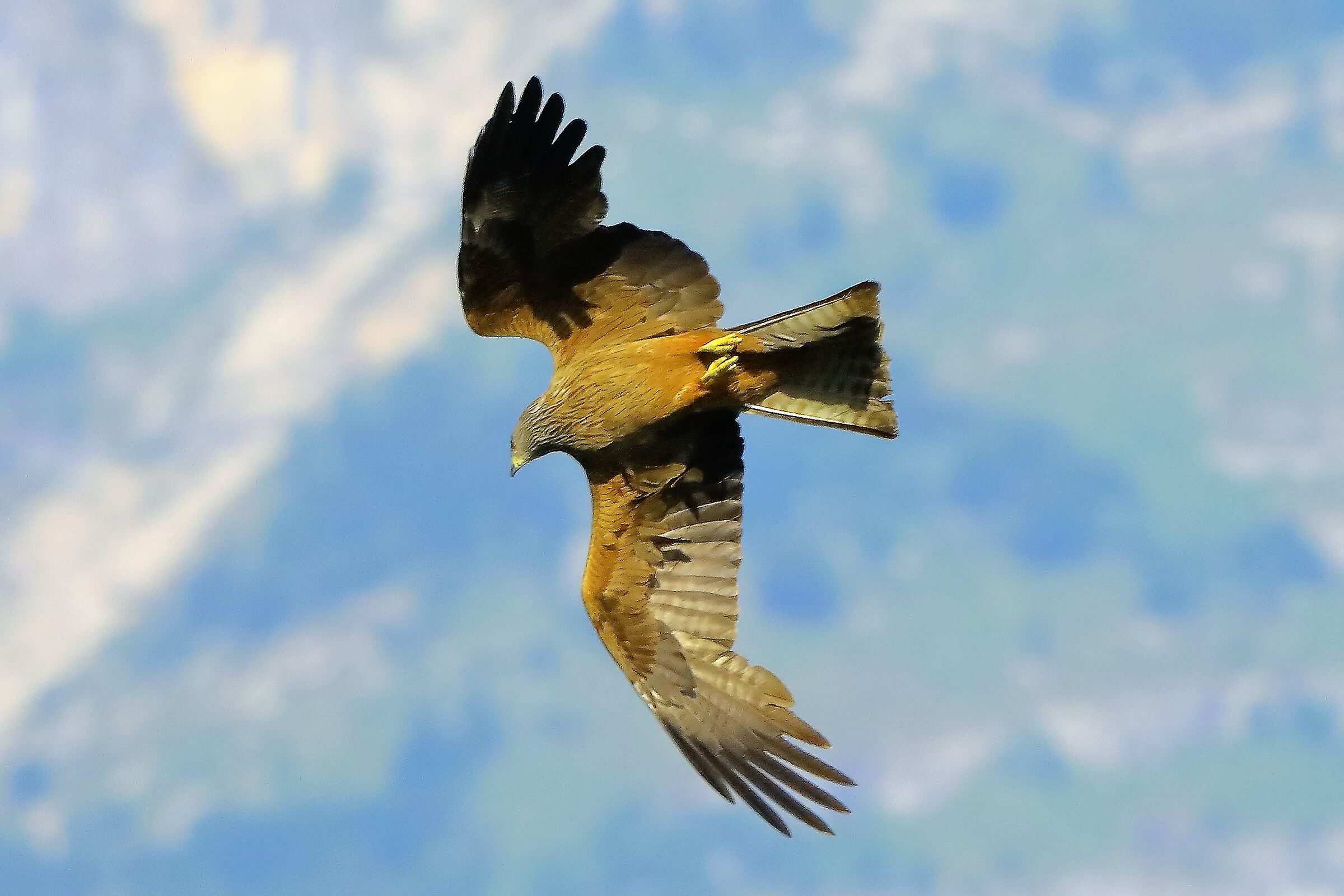 Nibbio bruno 06-06-2022