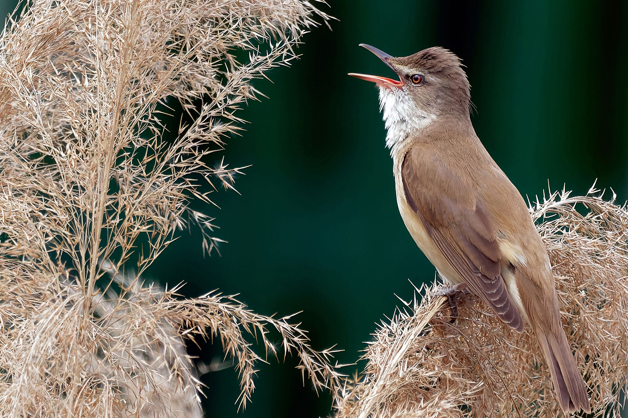 Great Reed-warbler - Acrocephalus arundinaceus