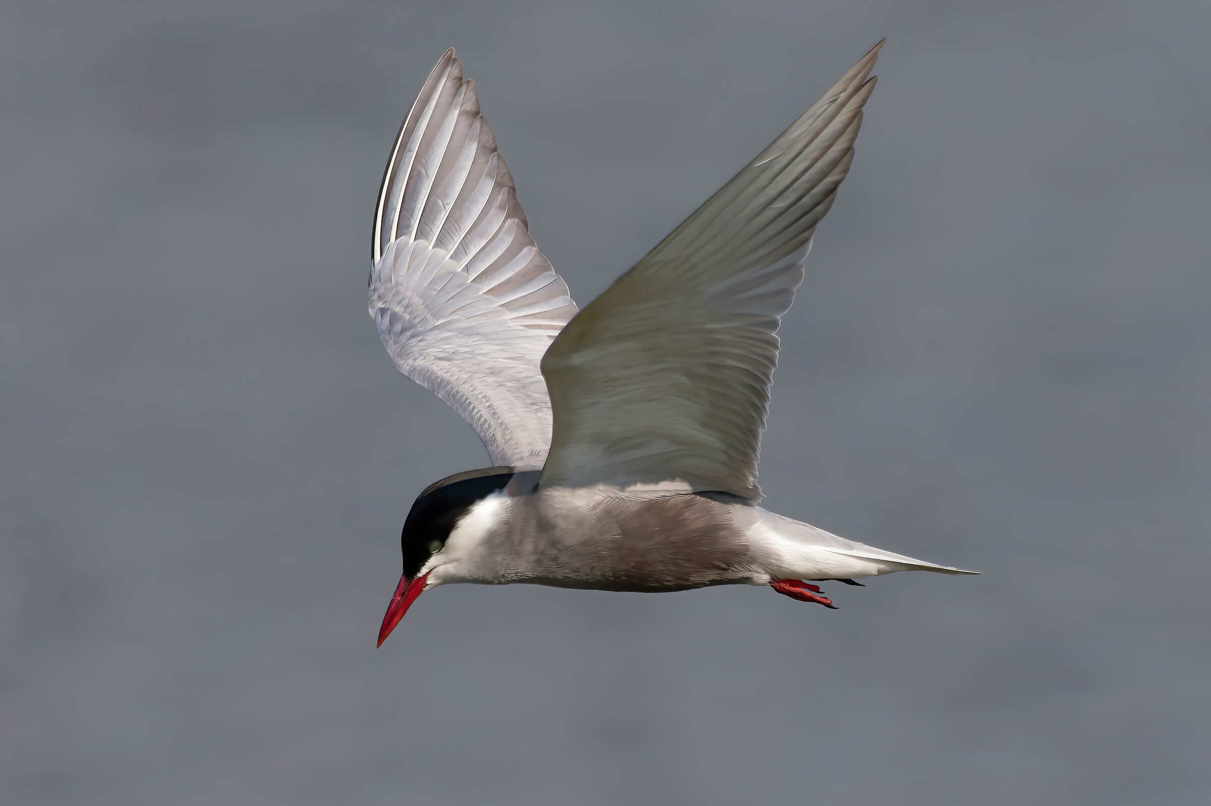 Whiskered Tern - Chlidonias hybrida