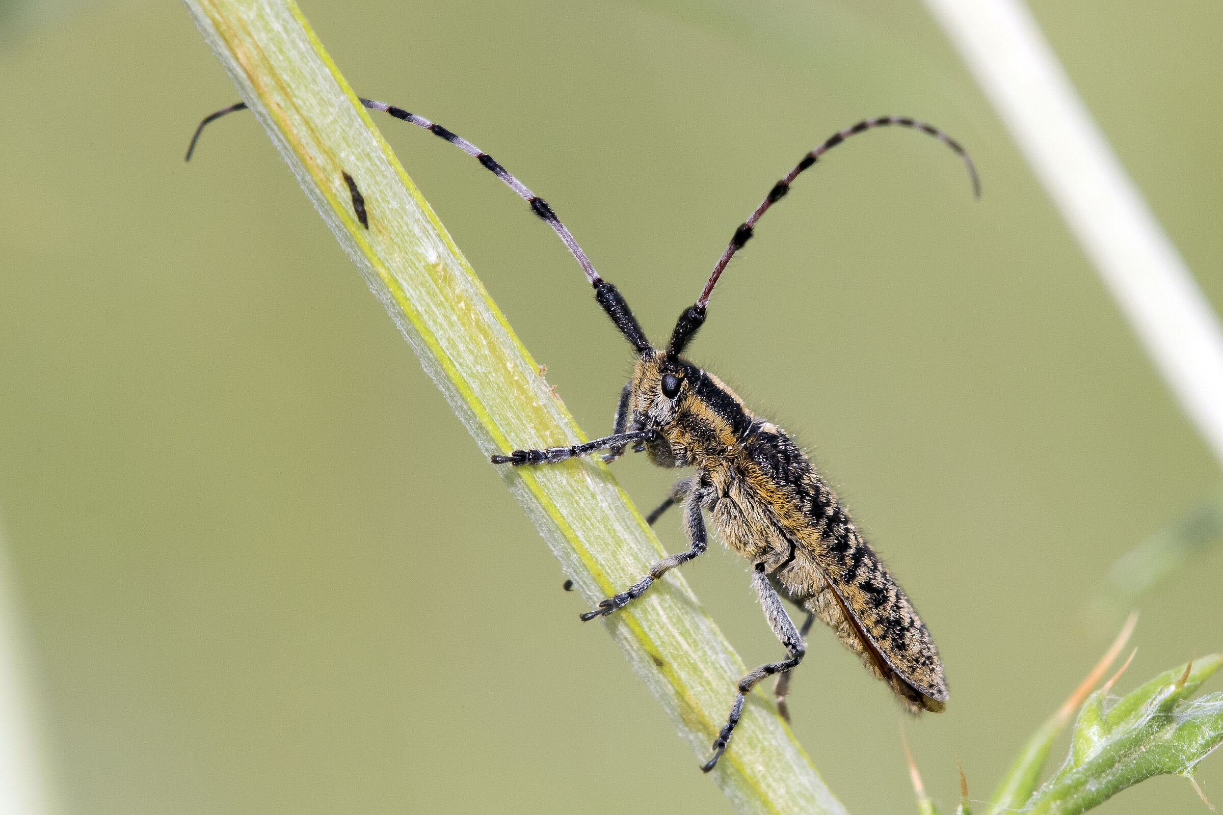 Agapanthia villosoviridescens