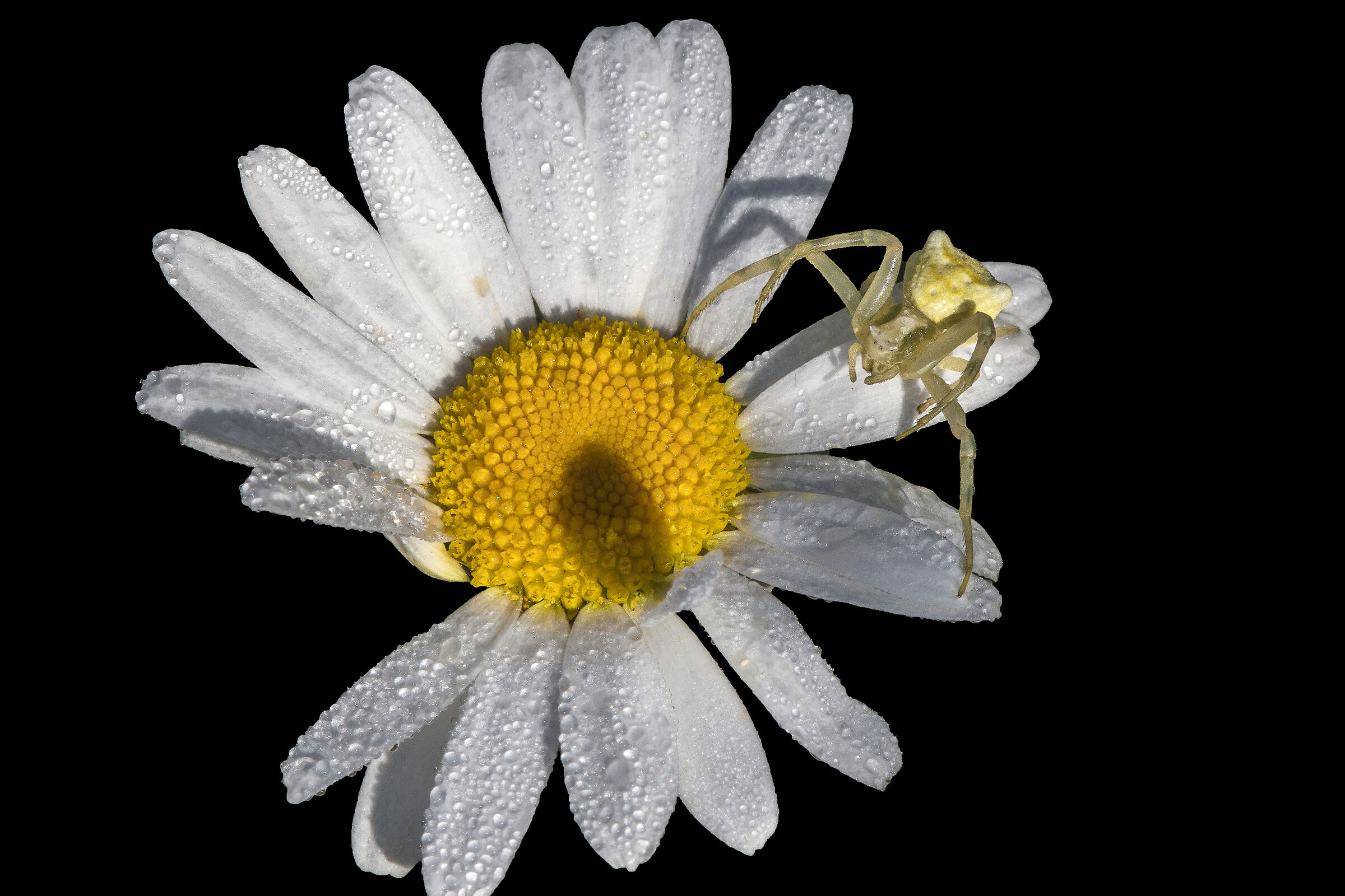 Chameleon spider (Thomisus onustus)