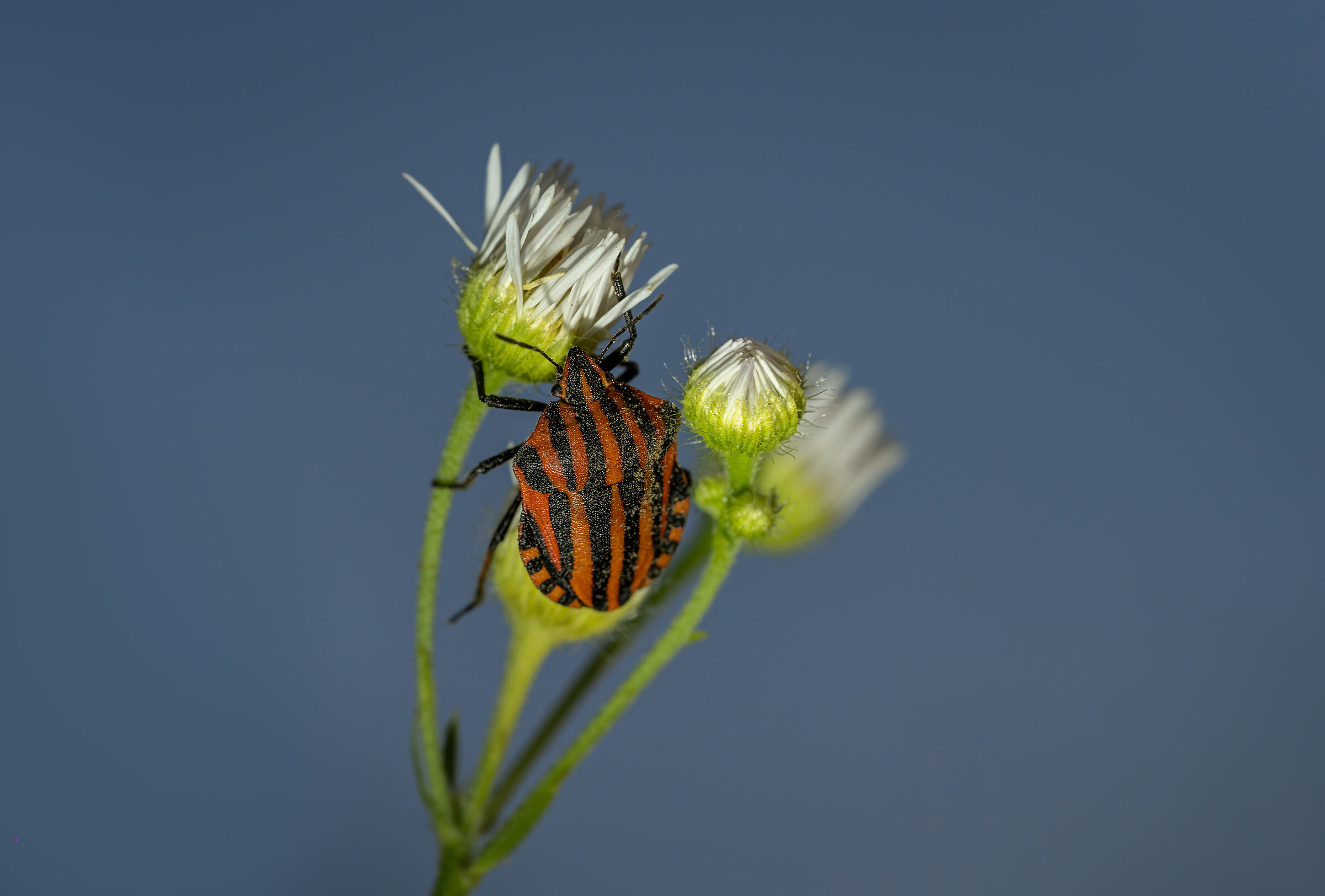 Milanista plant bed bug