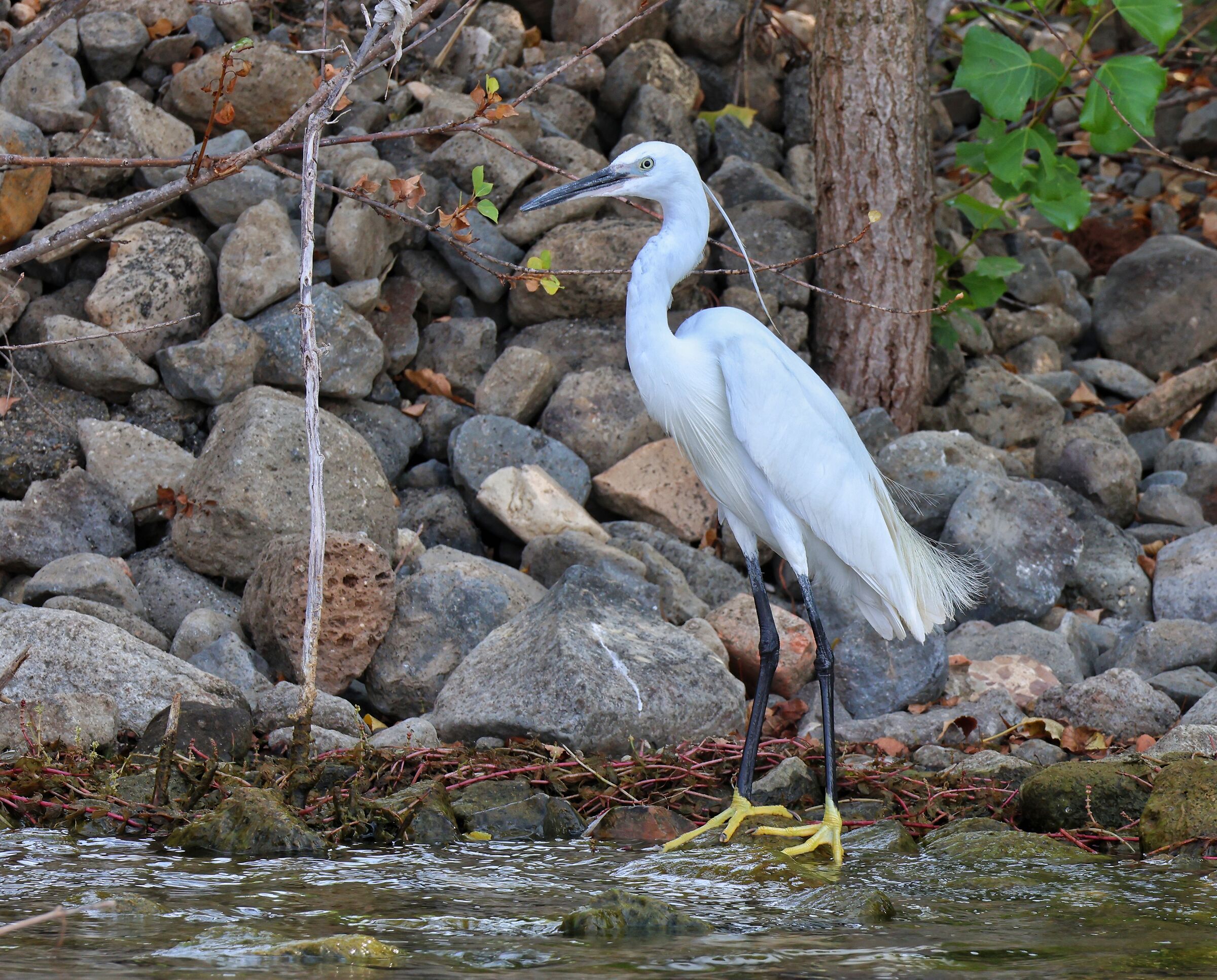 Egret Canon EOS R7 18-150 iso 320 f 11 1/80