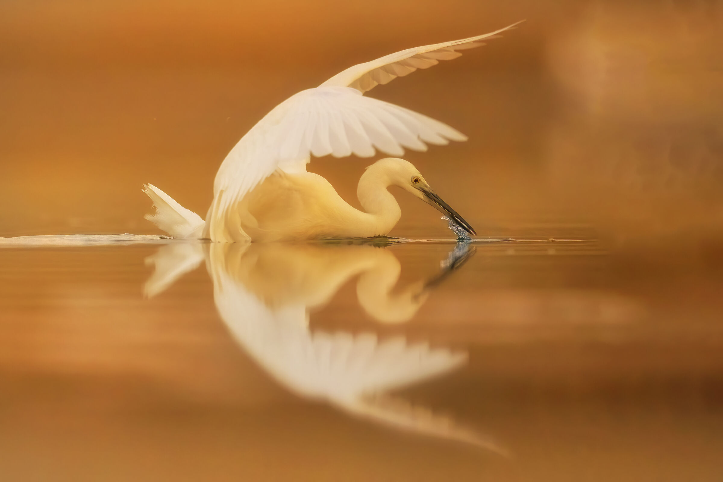 Garzetta , primi bagliori