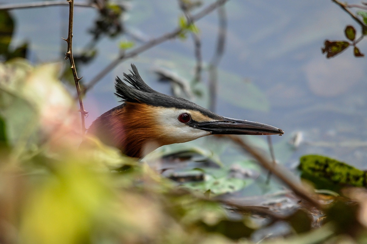 Faccia a faccia con lo svasso