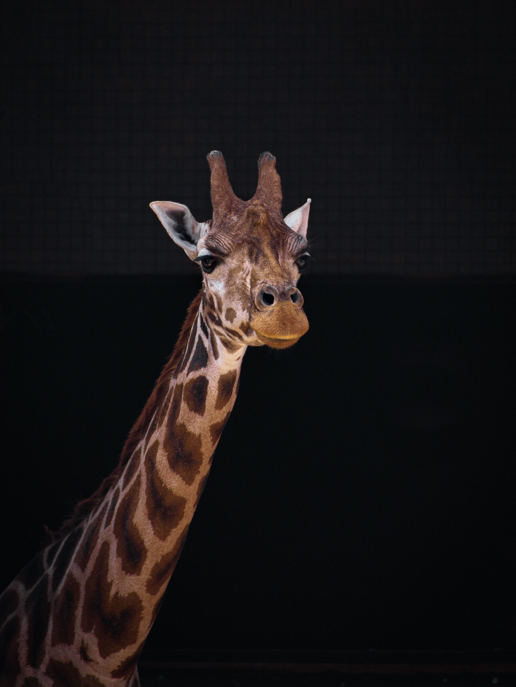 Giraffa camelopardalis