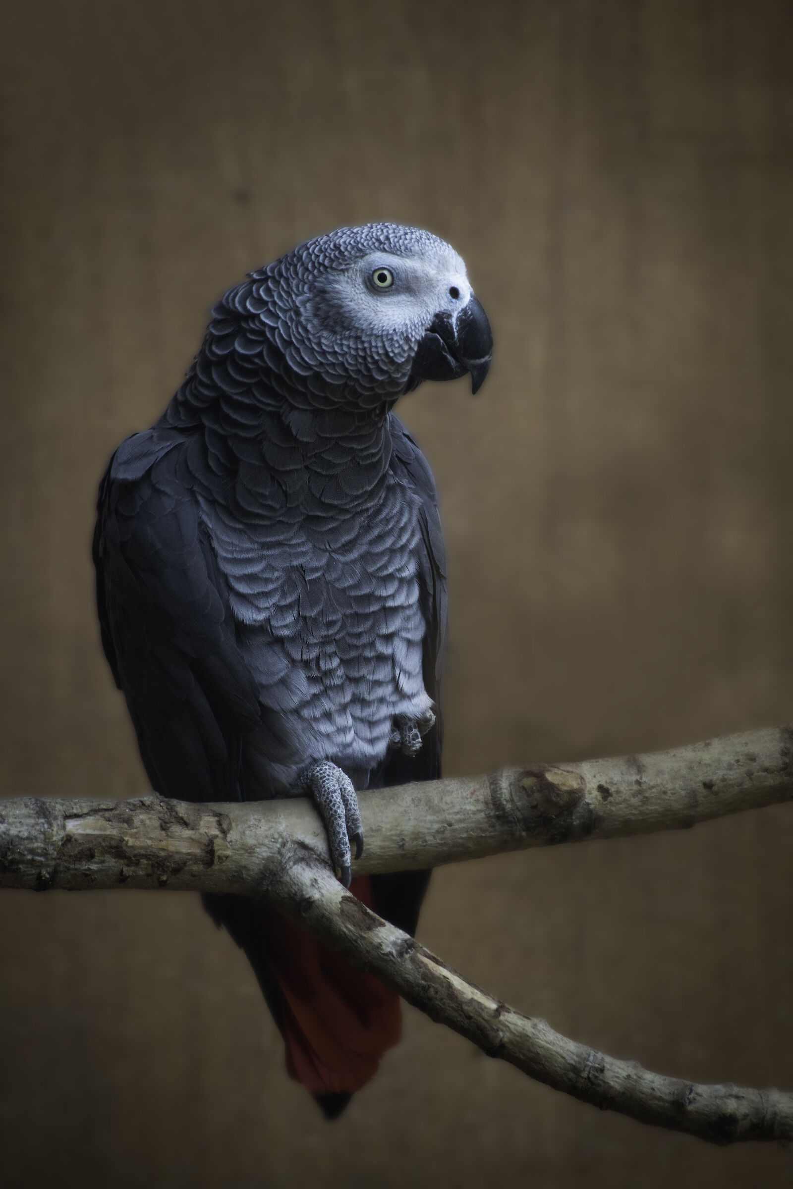 African Grey Parrot