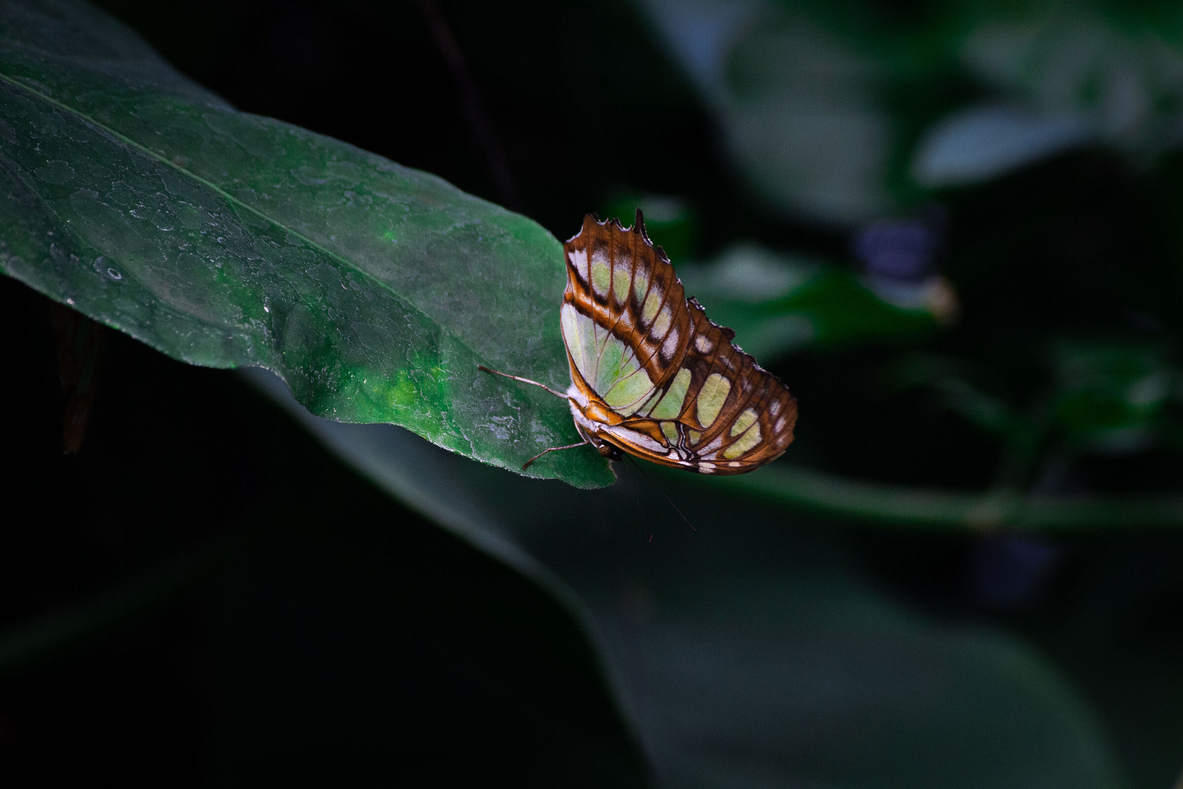 Butterfly effect