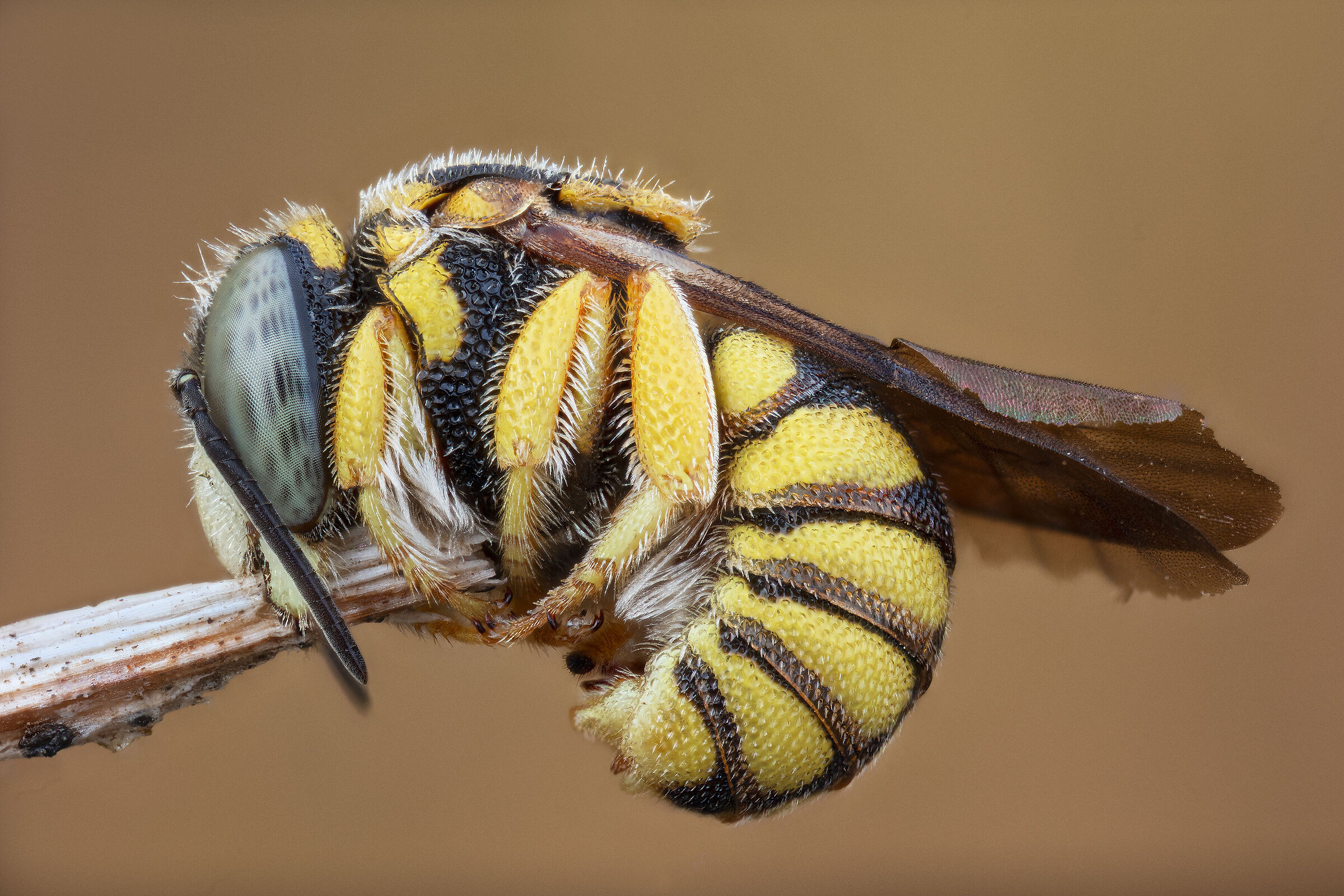 Anthidiellum strigatum