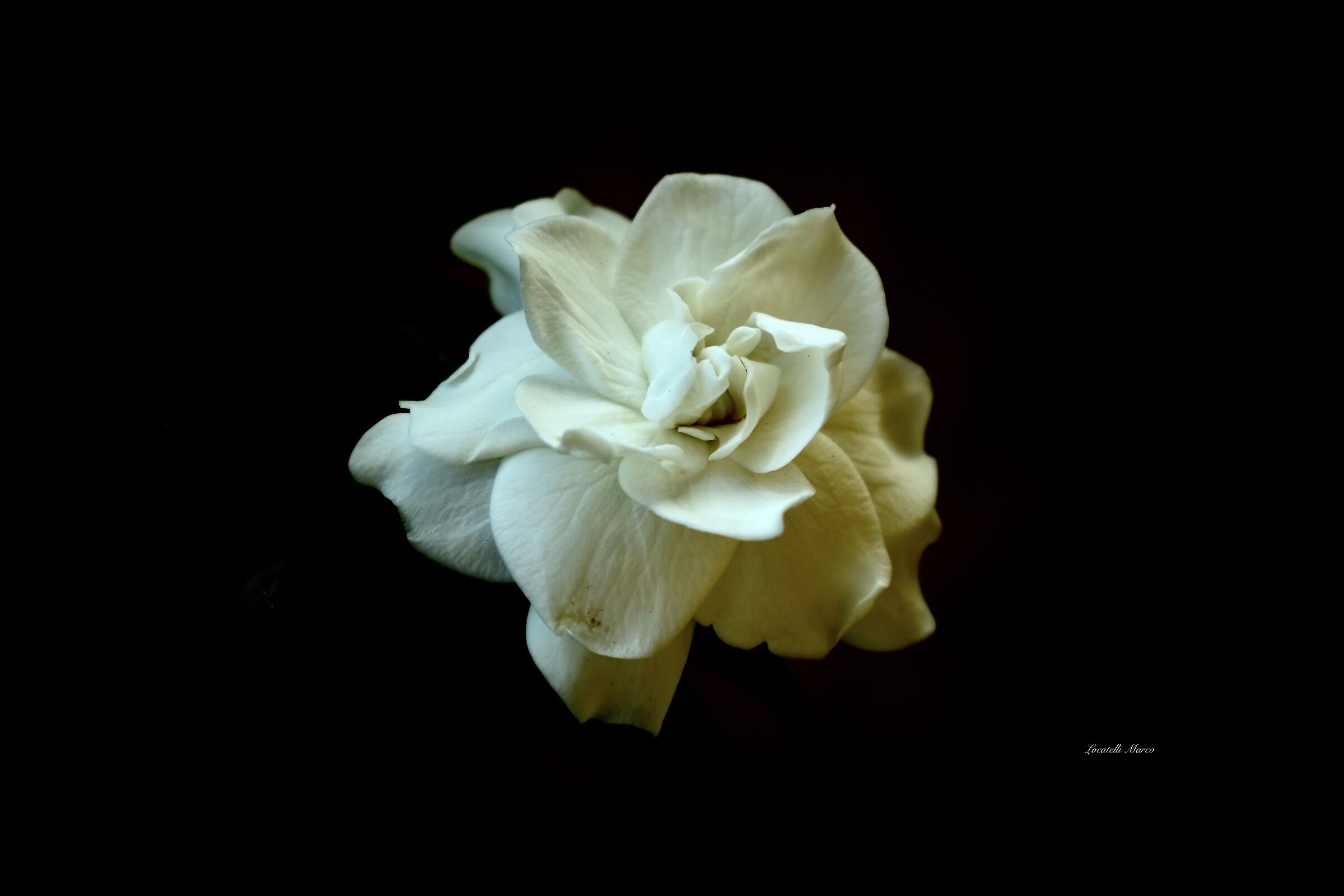 Gardenia