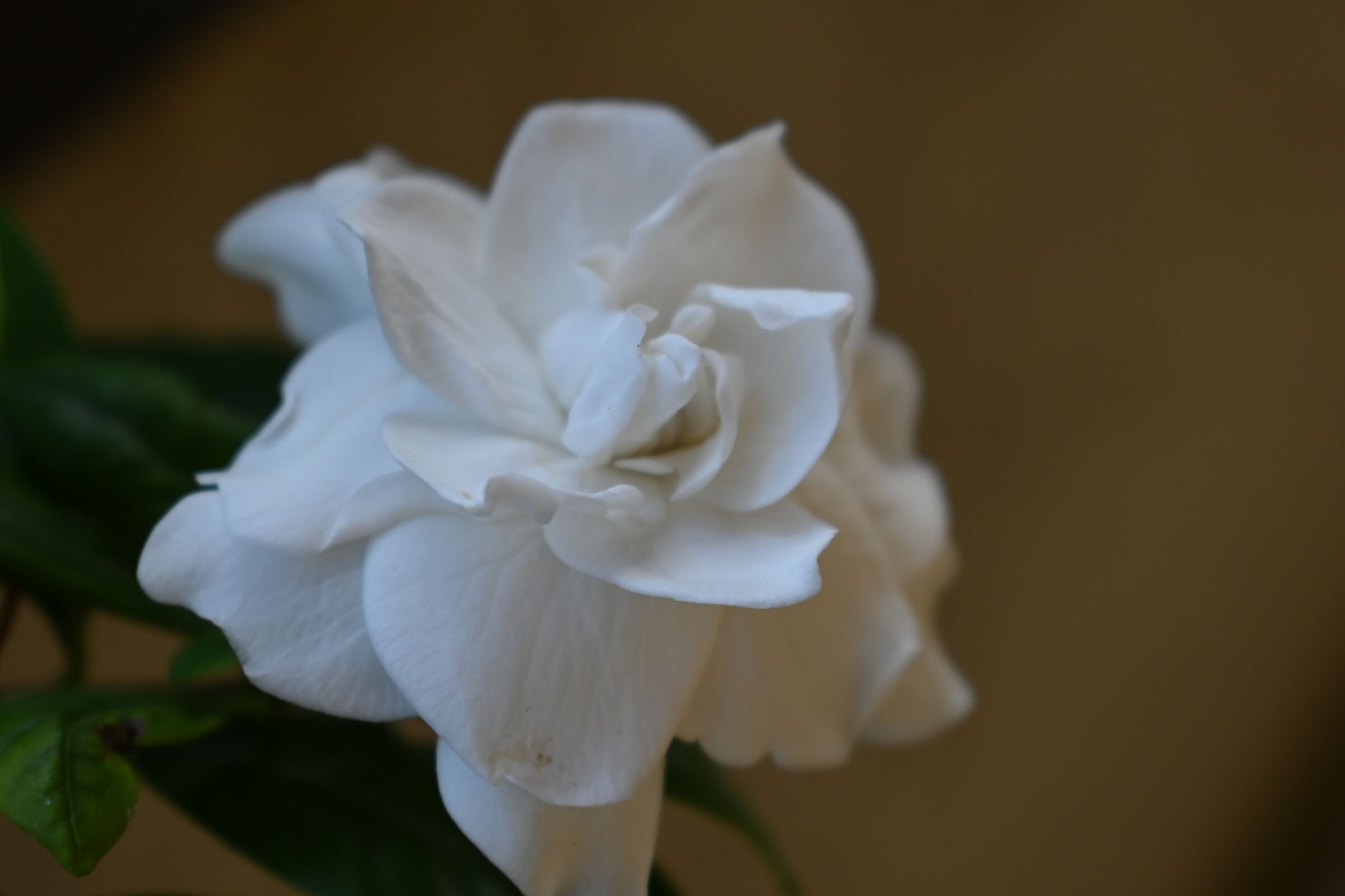 Gardenia