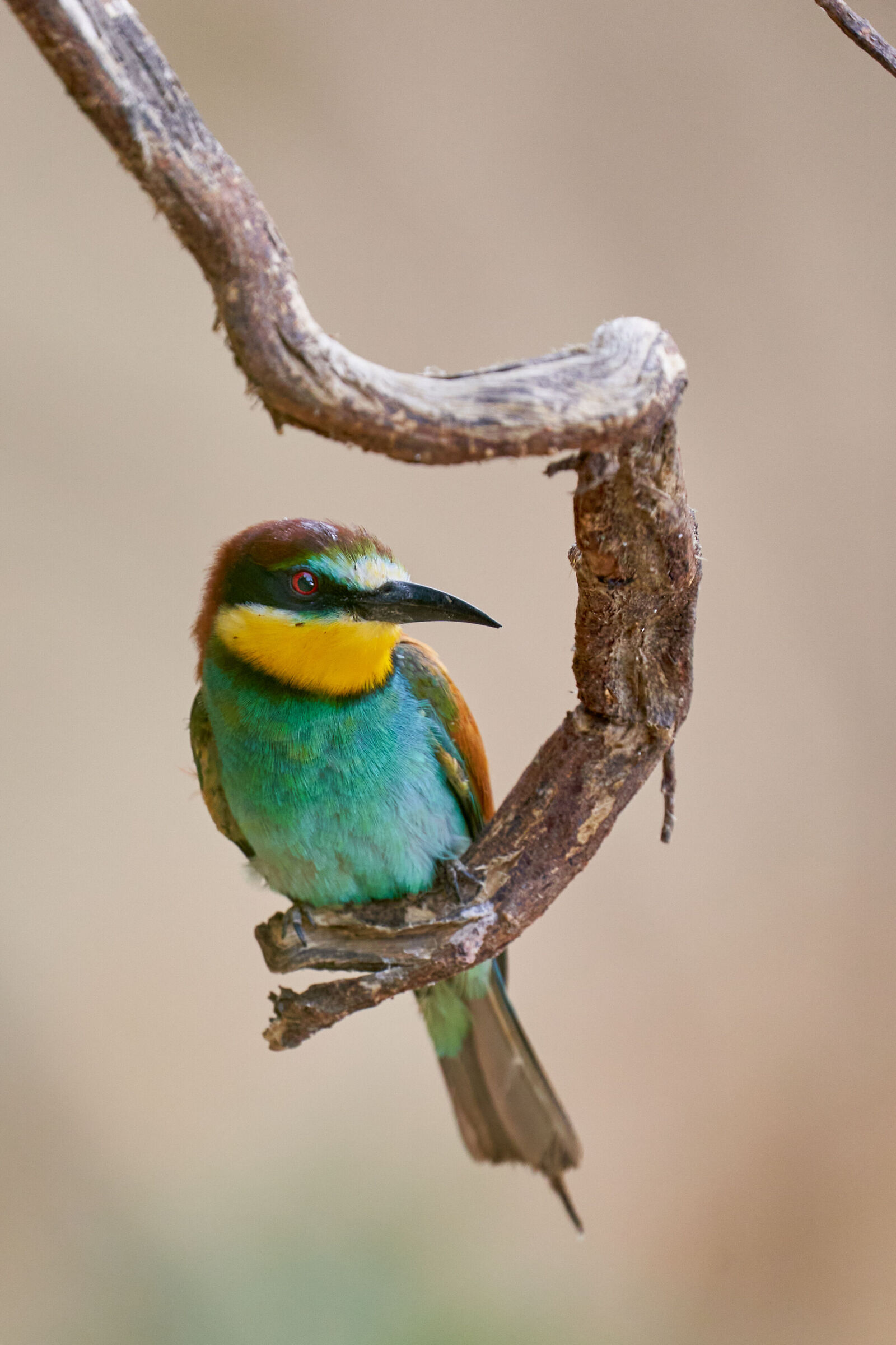 Bee-eater
