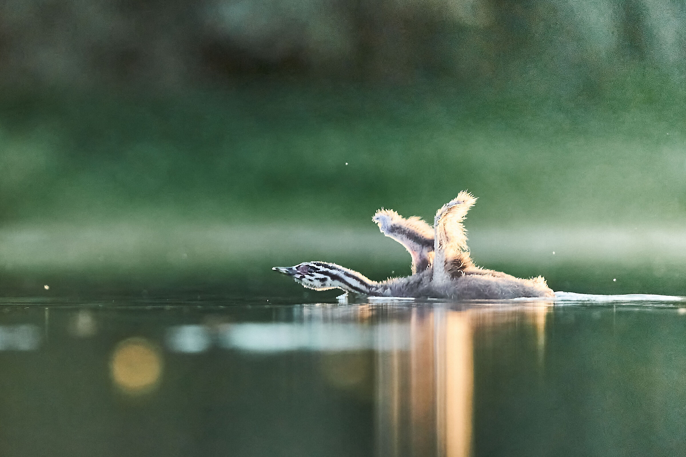 Young grebes