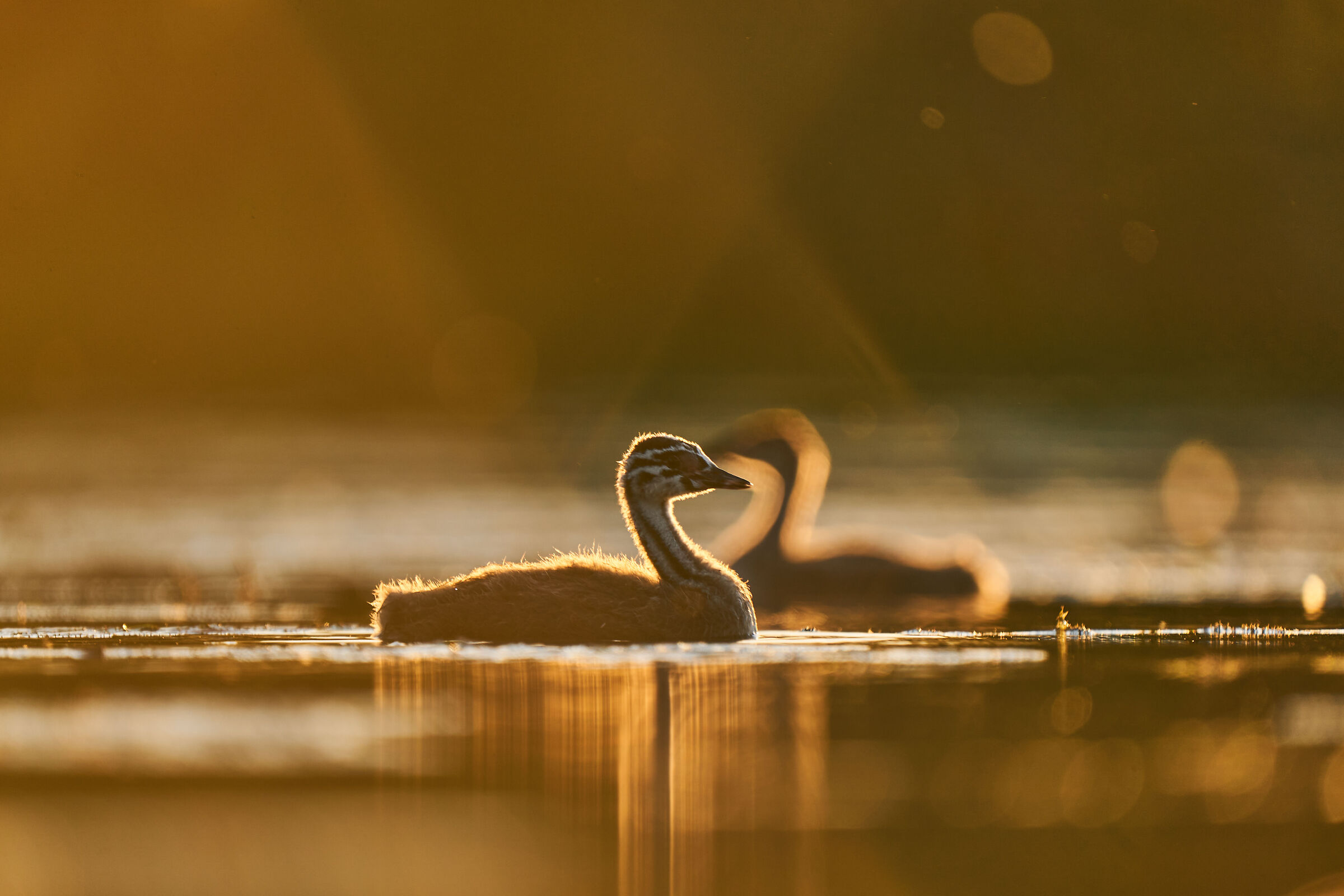 Young grebes at sunset
