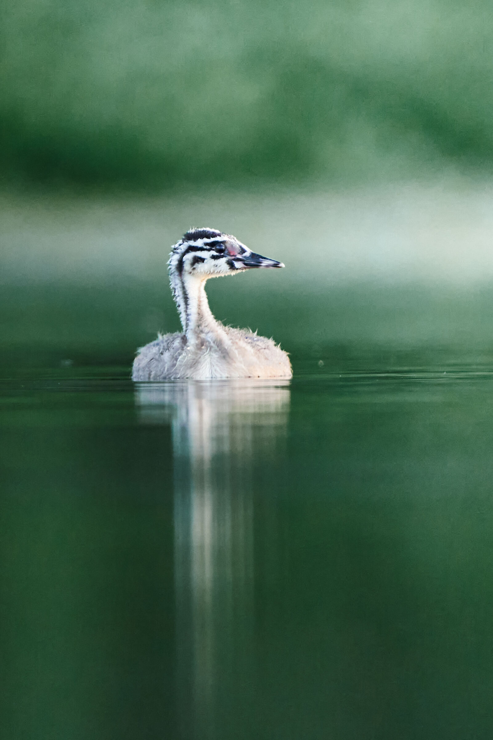 young grebe