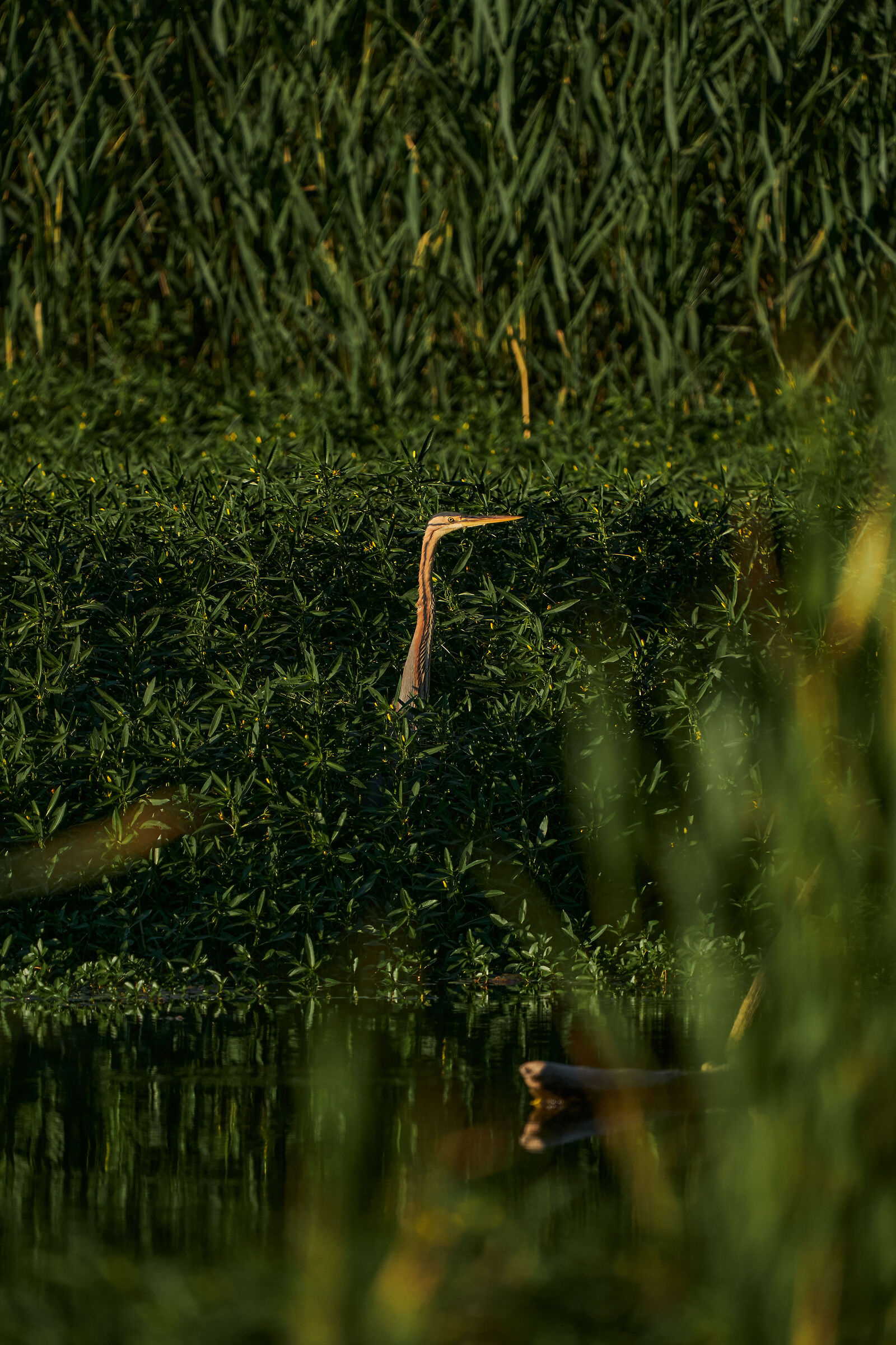 Red heron perched