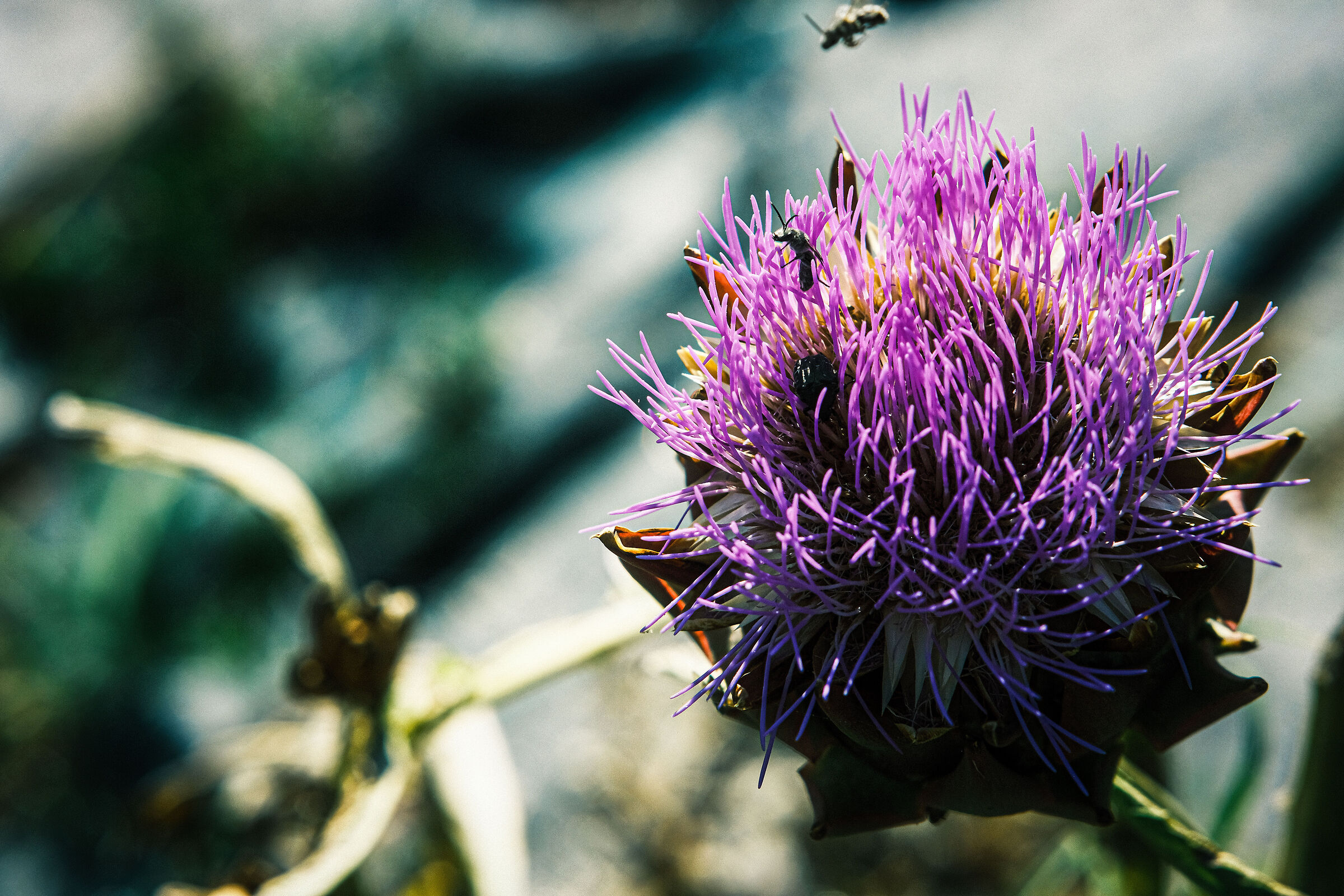 Artichocke Flower