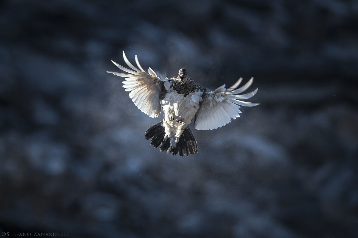 Ptarmigan