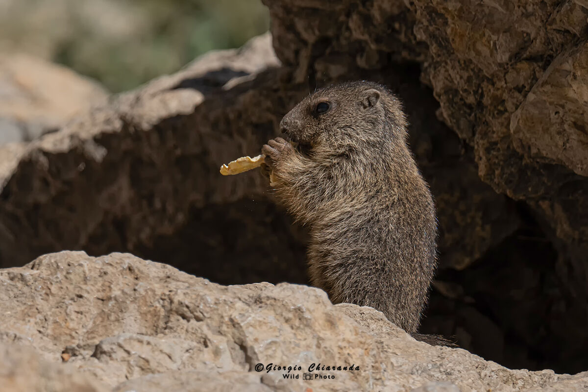 Ora della merenda (Marmotta)