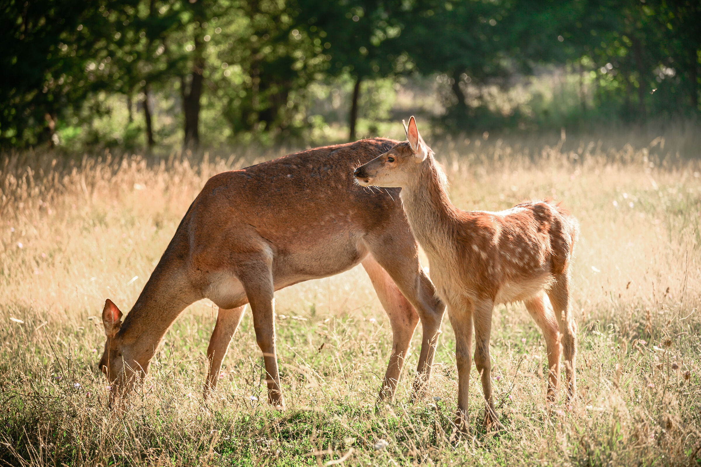 Ritratto di famiglia