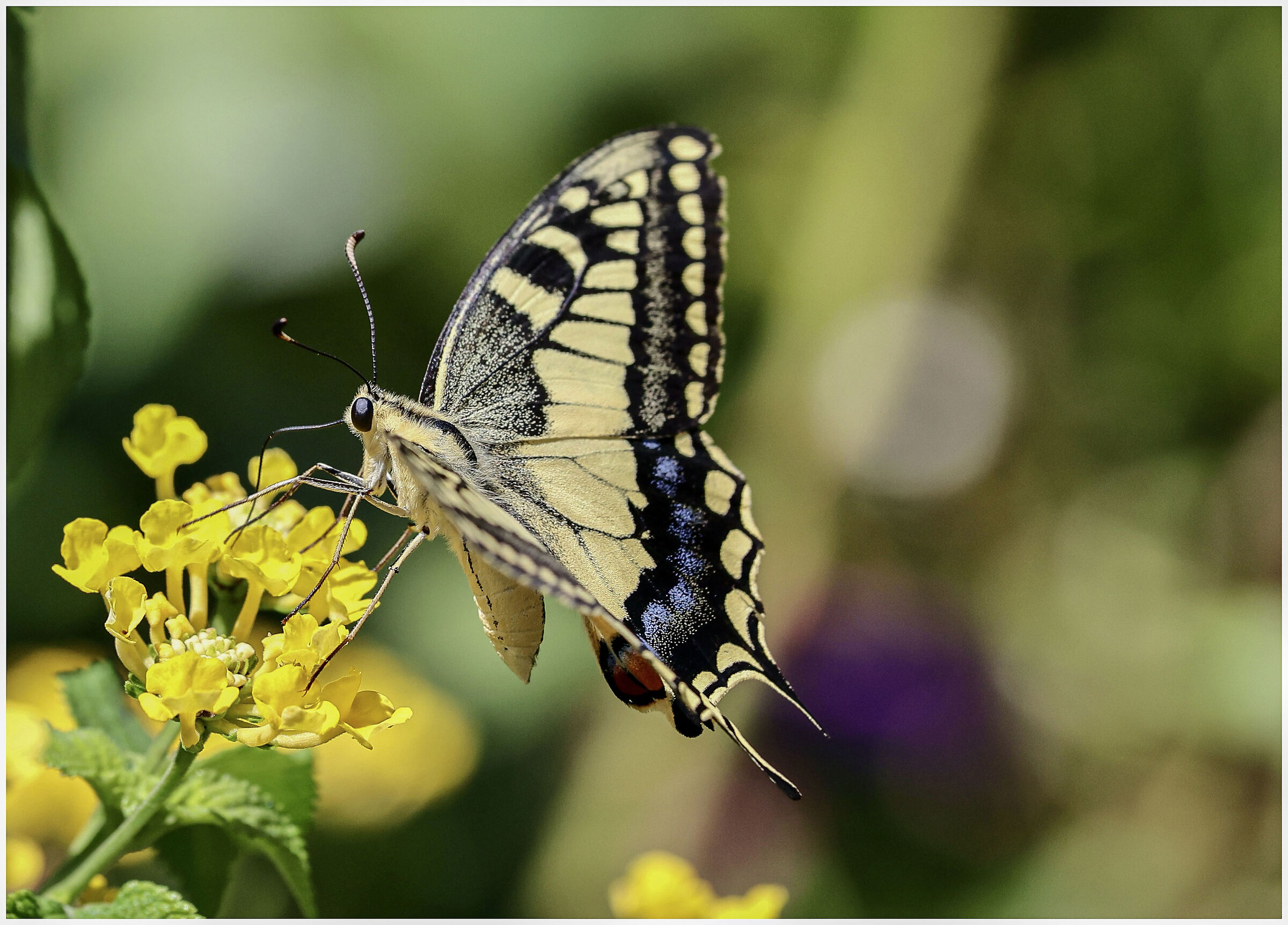 Swallowtail