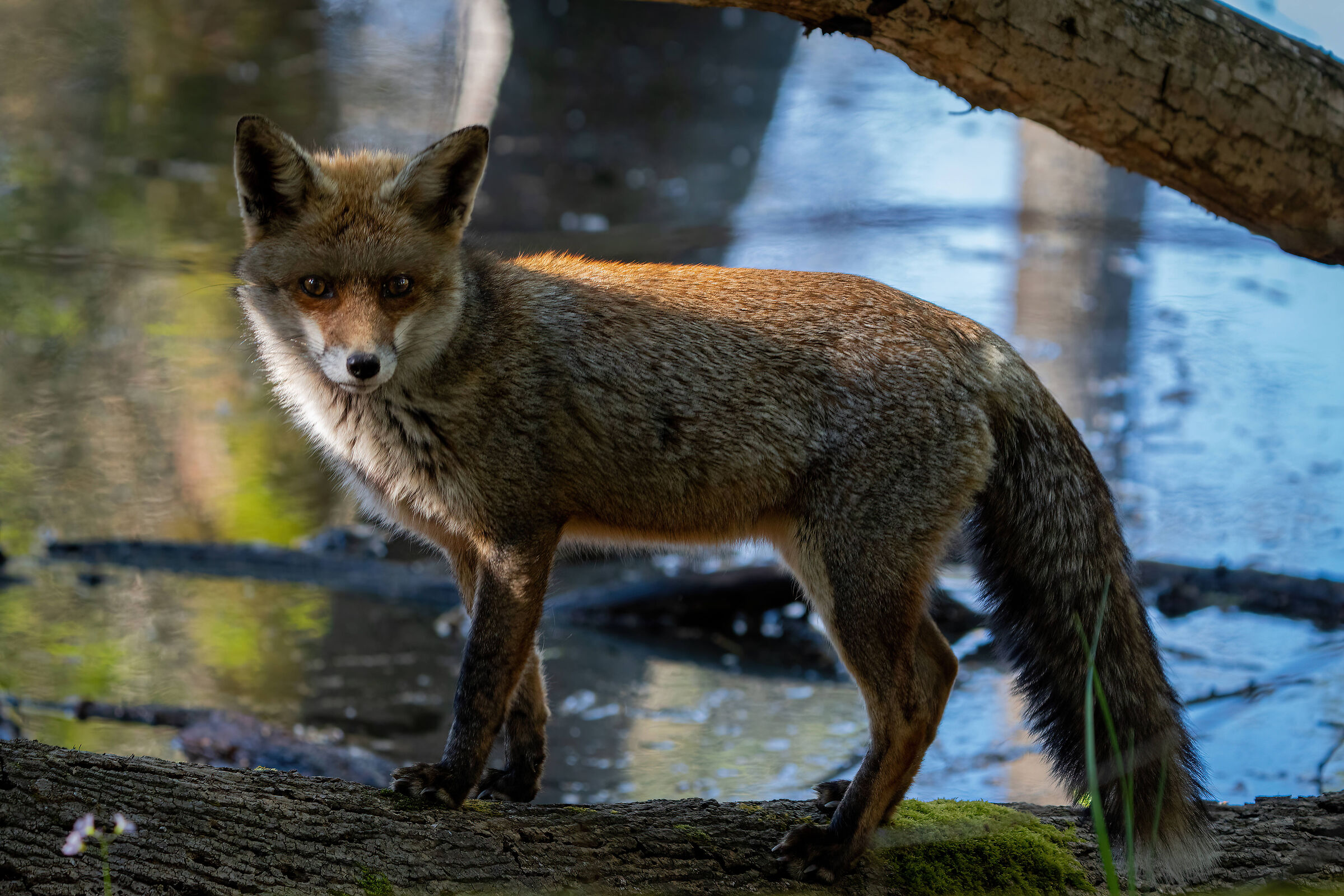 Male fox at the lake