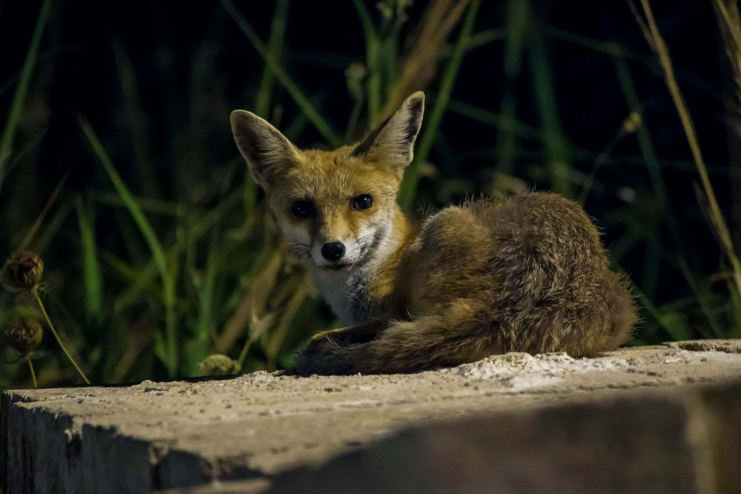 in posa per un ritratto