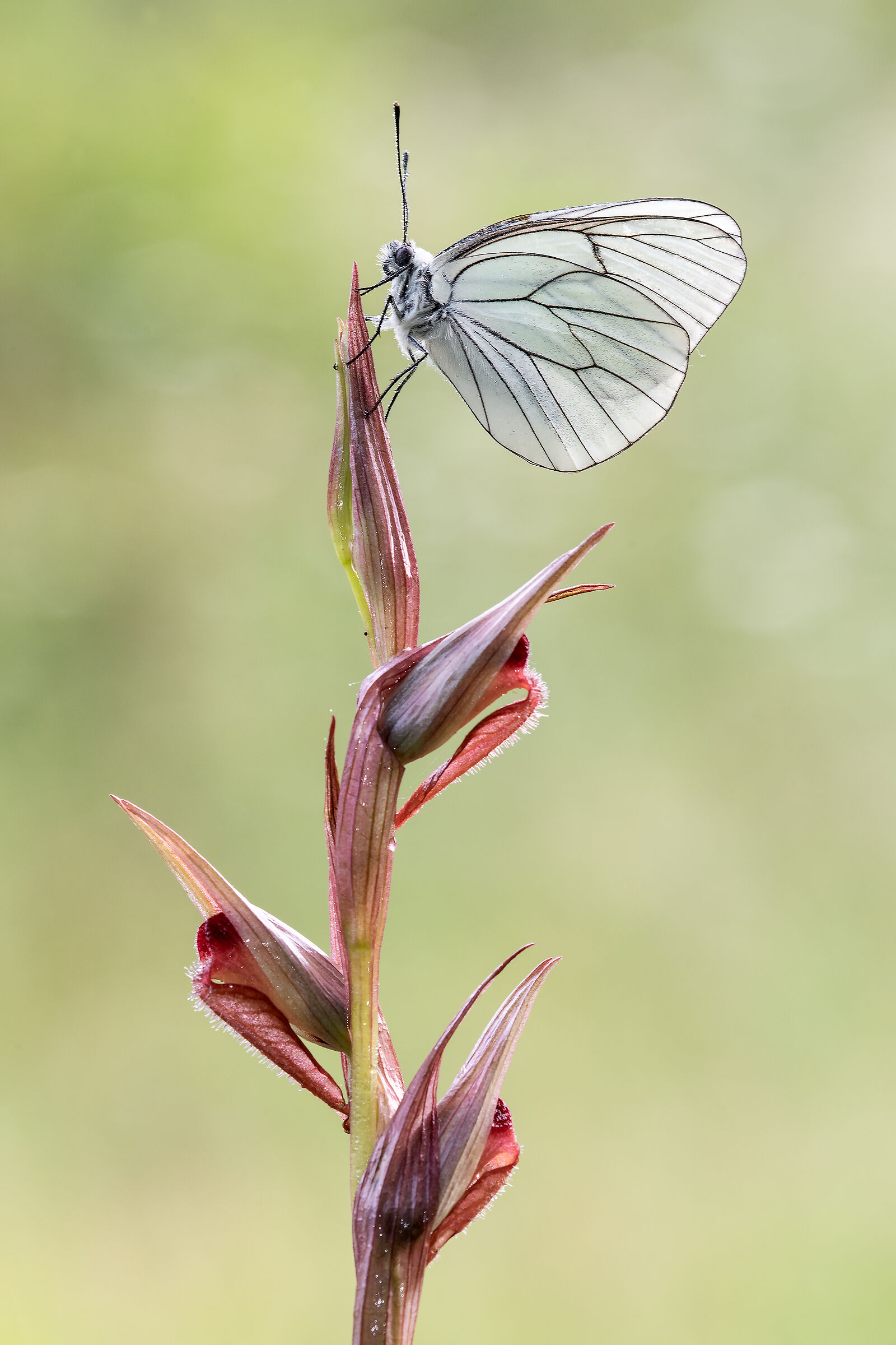 Aporia