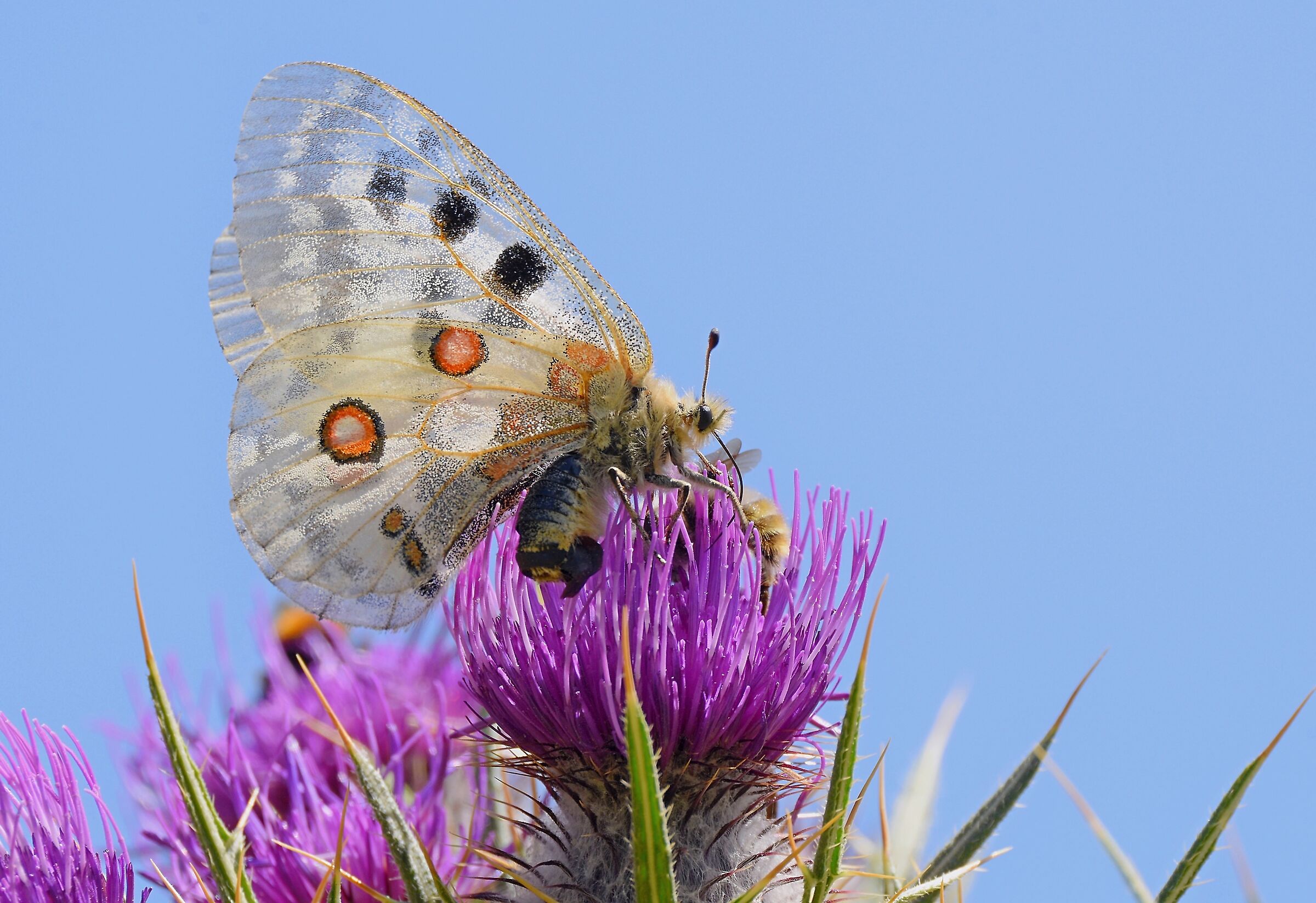 Apollo (Parnassius apollo)