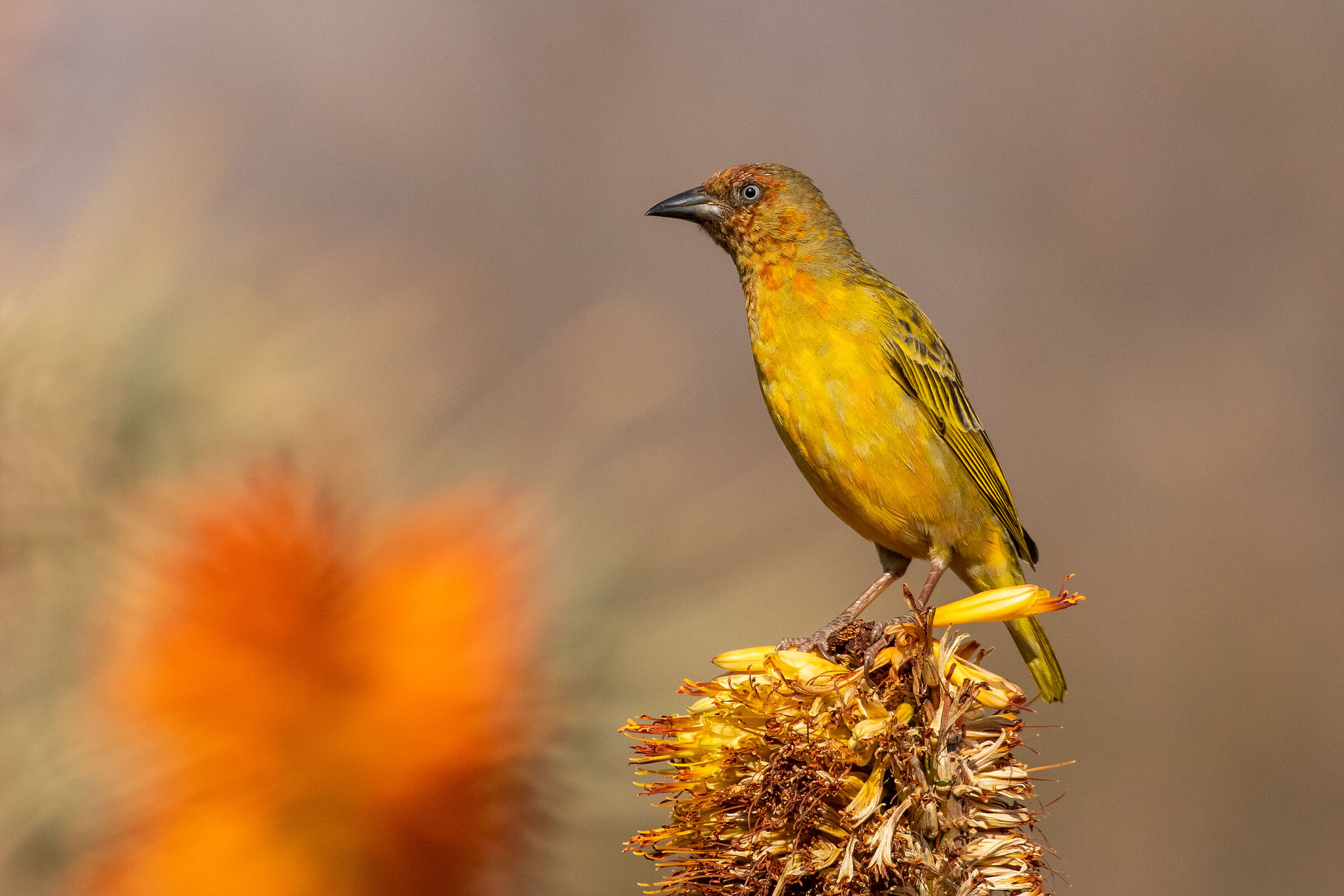 Capo Tessitore (Ploceus capensis)