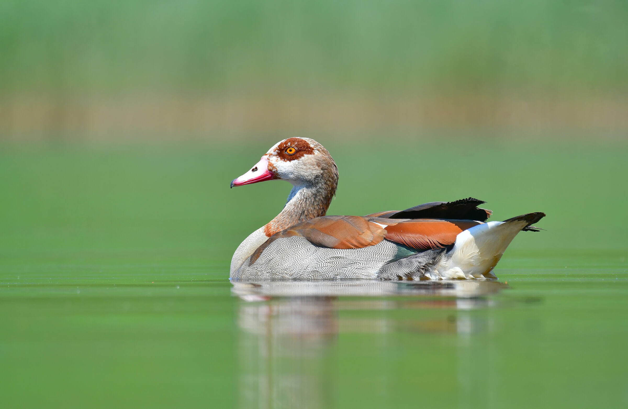 Alopochen aegyptiaca in germania