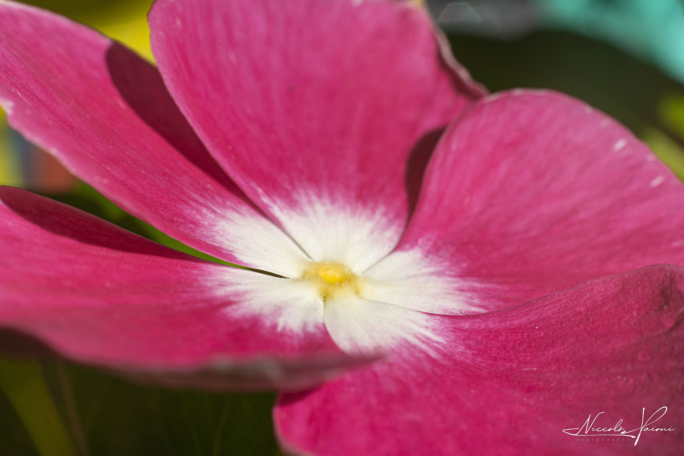 try macro rings