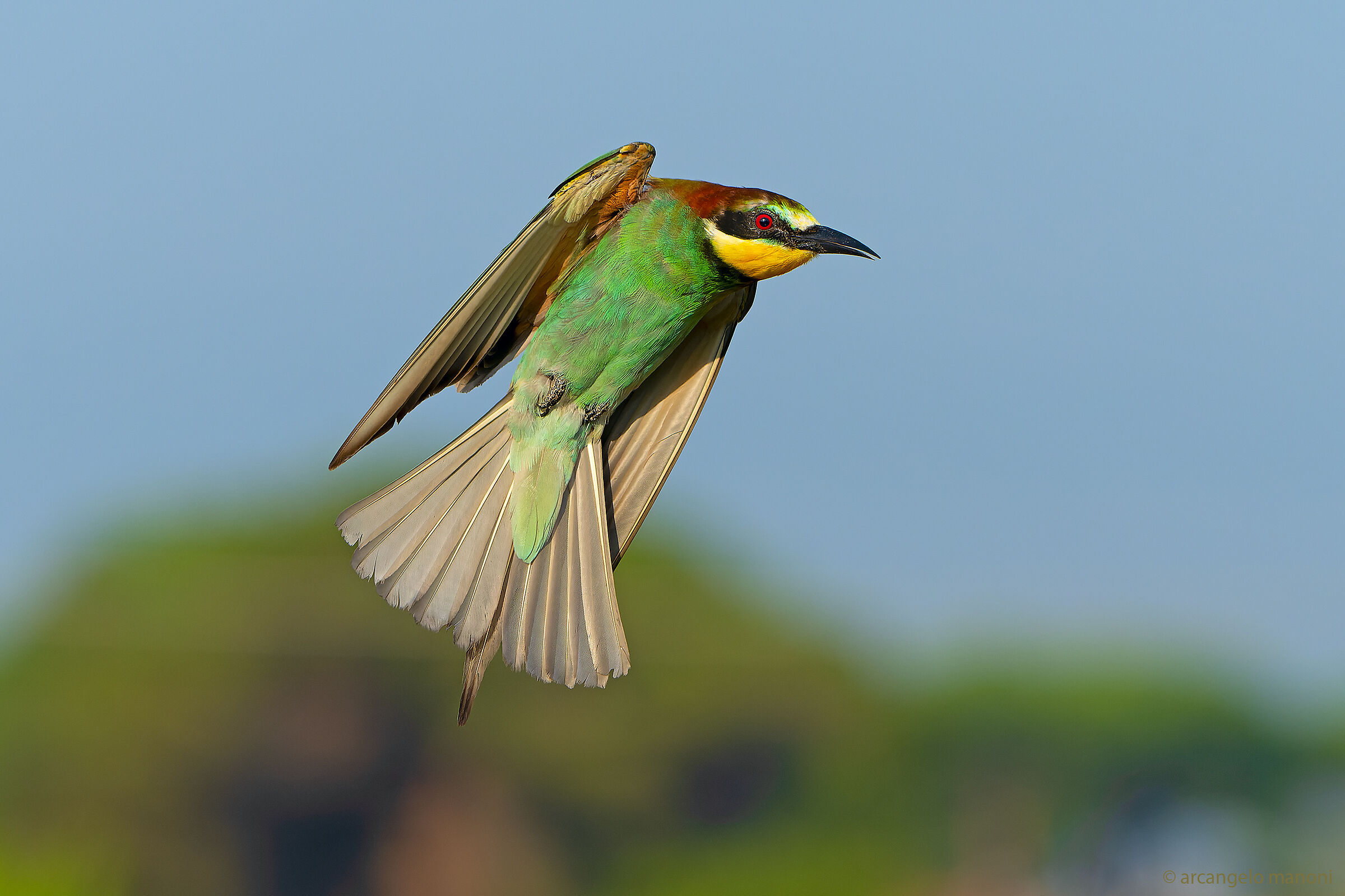 Caught in disorderly flight