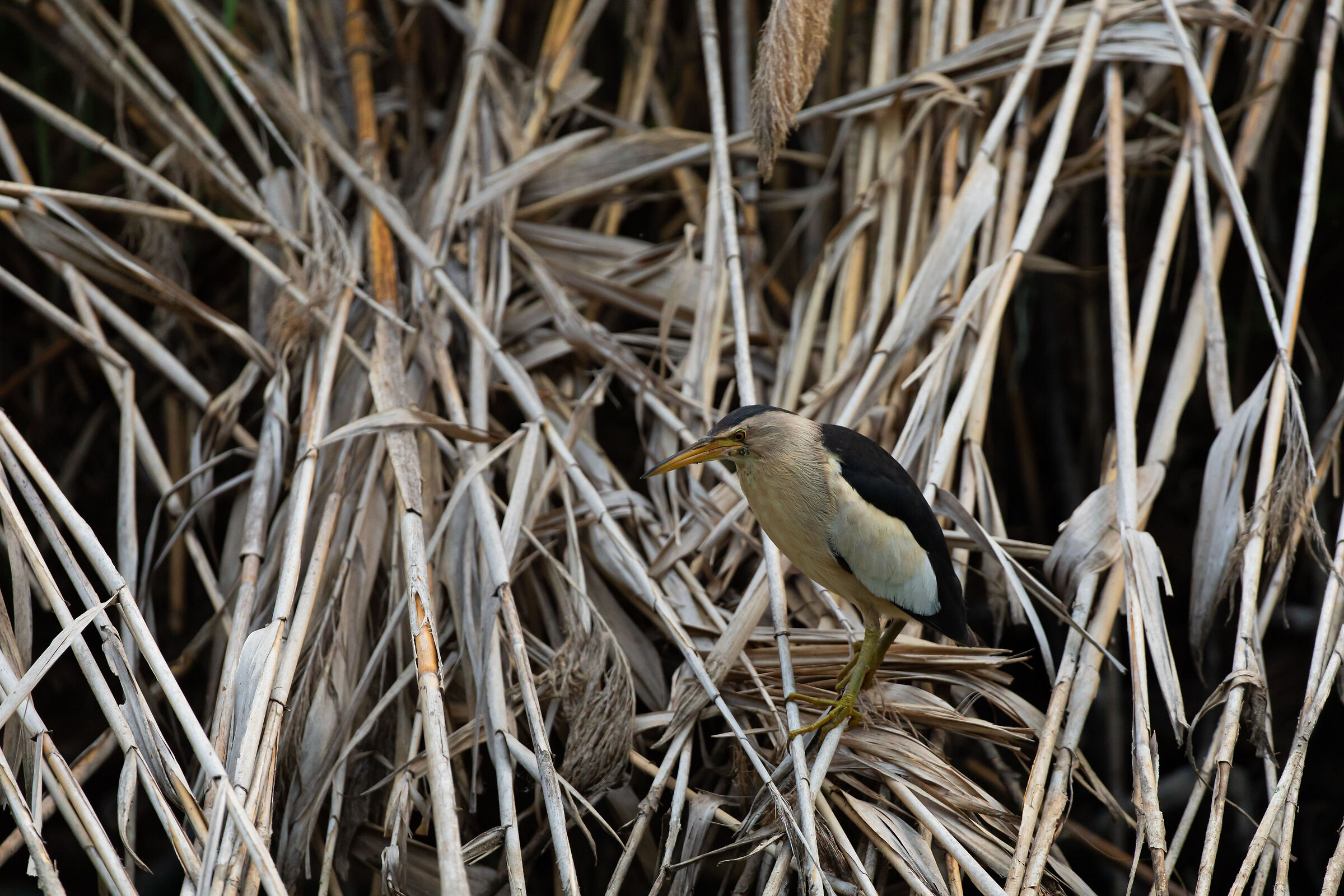 Riserva Naturale Lago di Sartirana