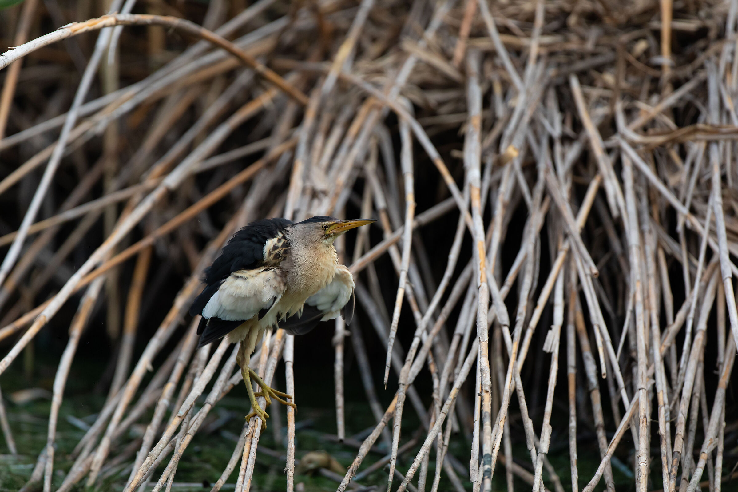 Riserva Naturale Lago di Sartirana