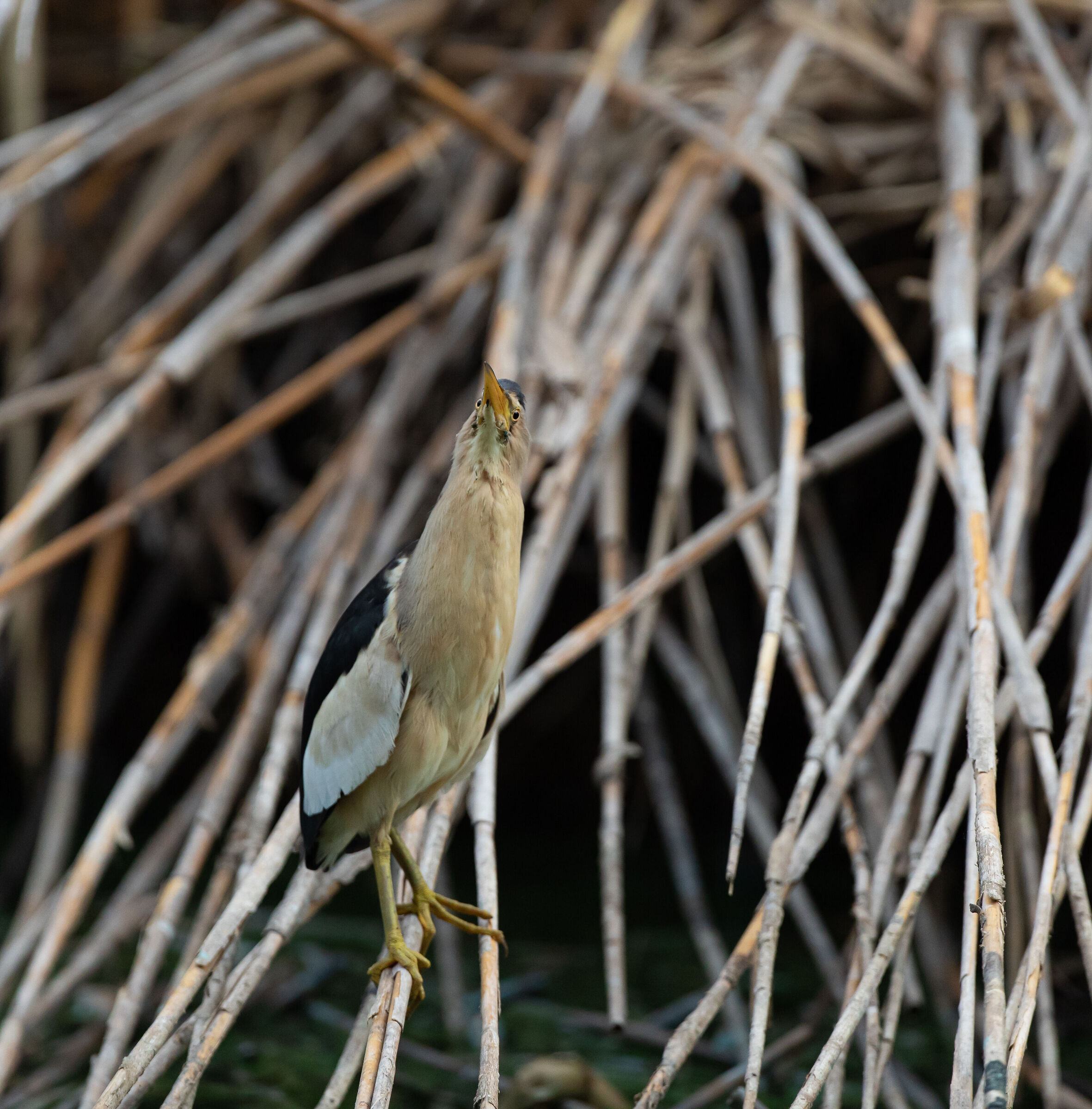 Riserva Naturale Lago di Sartirana