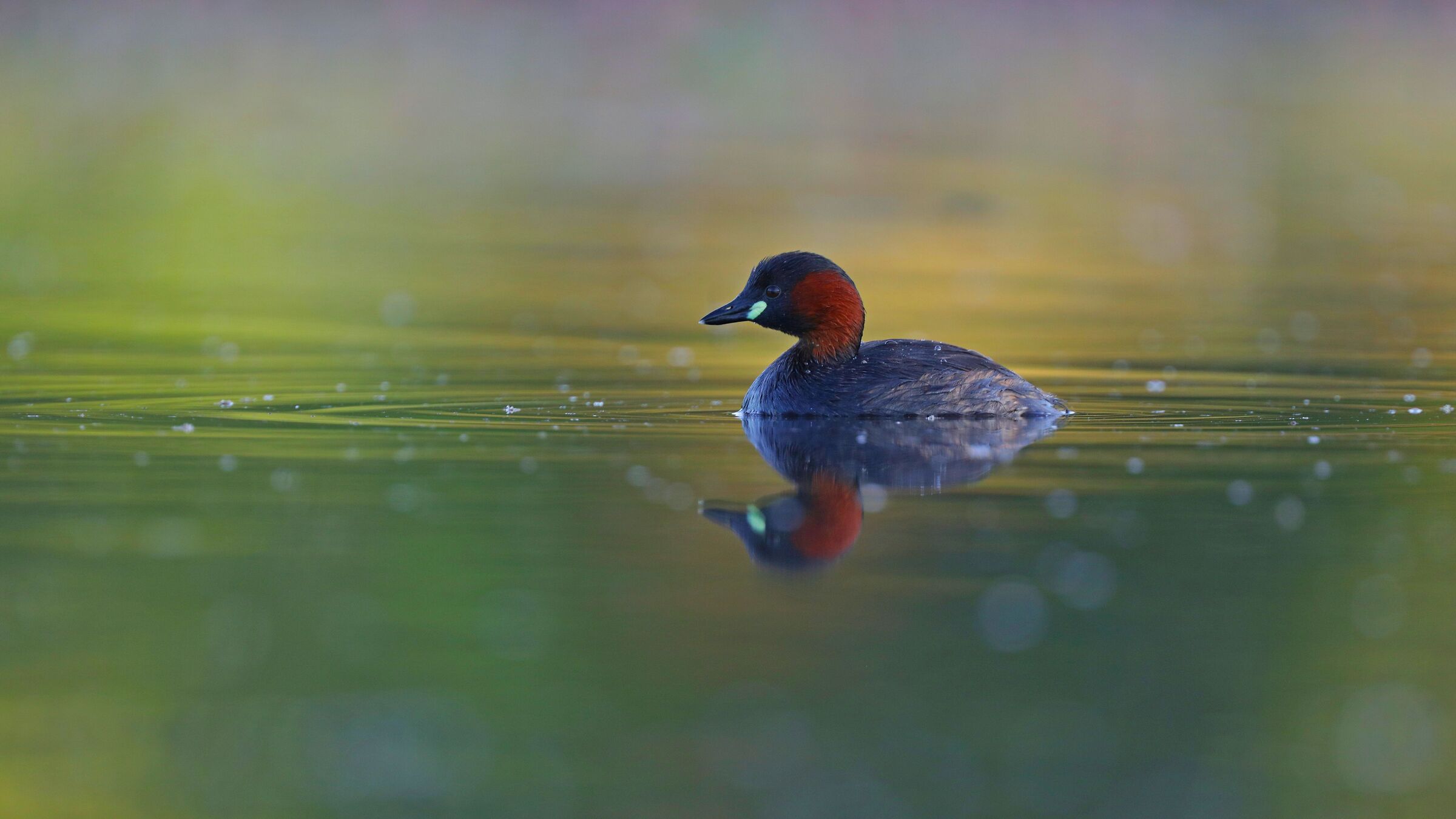 Little Grebe  (Tachybaptus ruficollis)