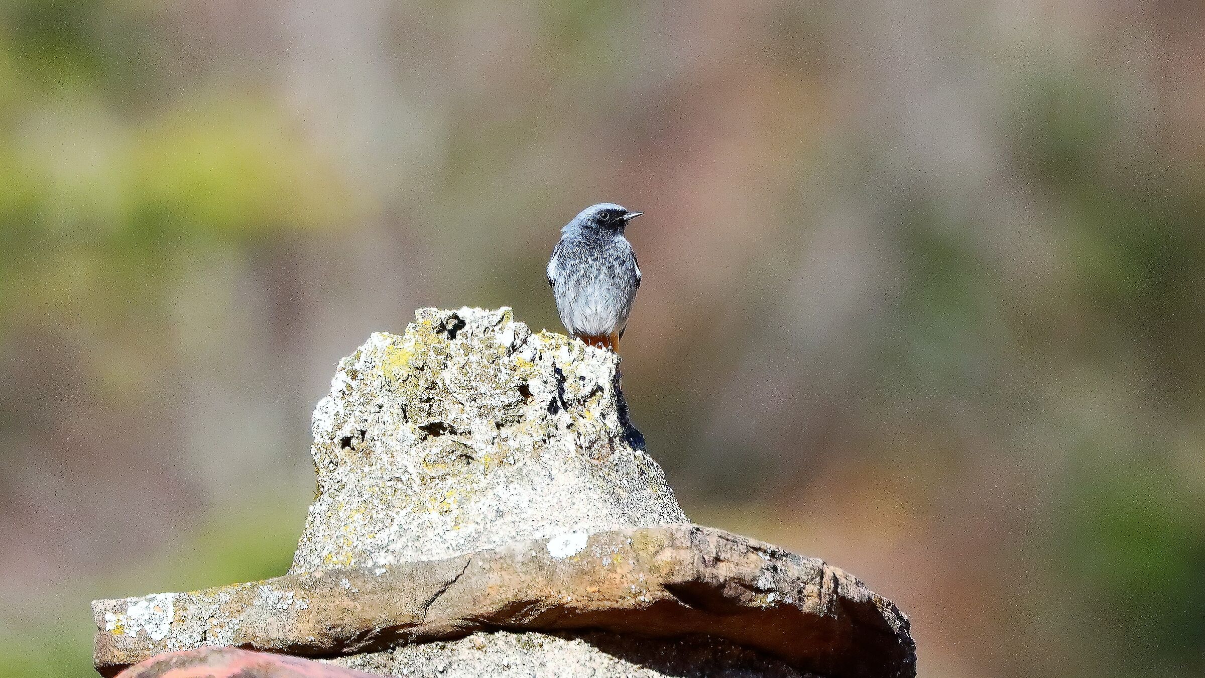 Codirosso s 14 gen 2022 -- 011