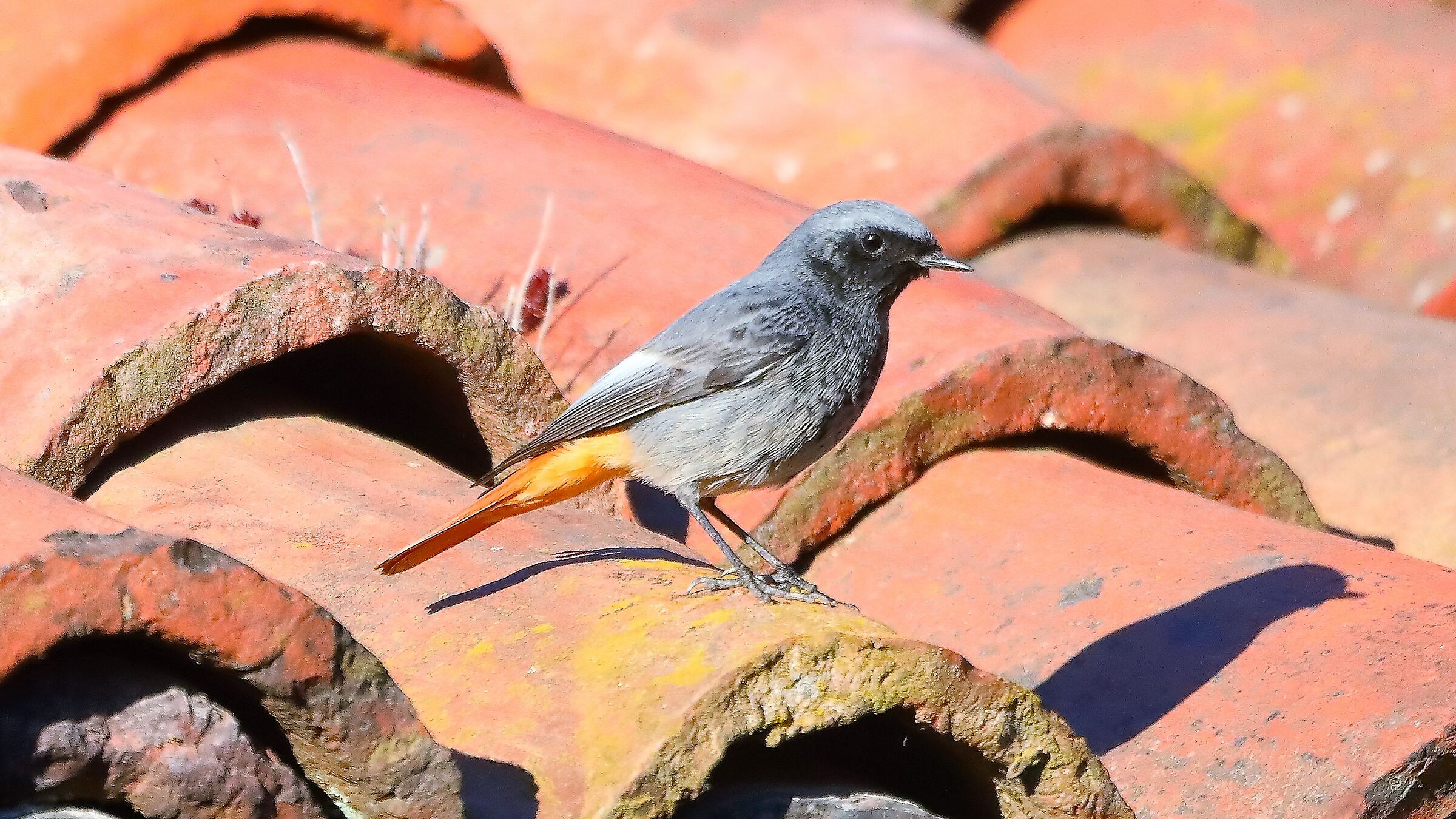 Codirosso s 14 gen -- 035