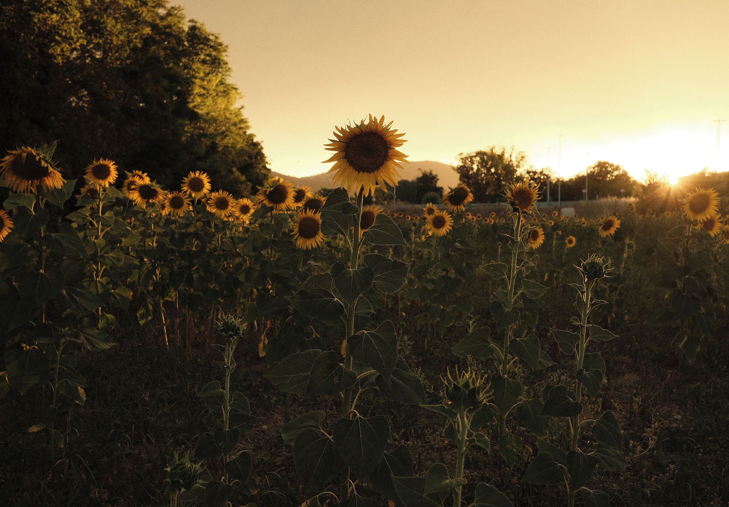 Sunflowers from behind