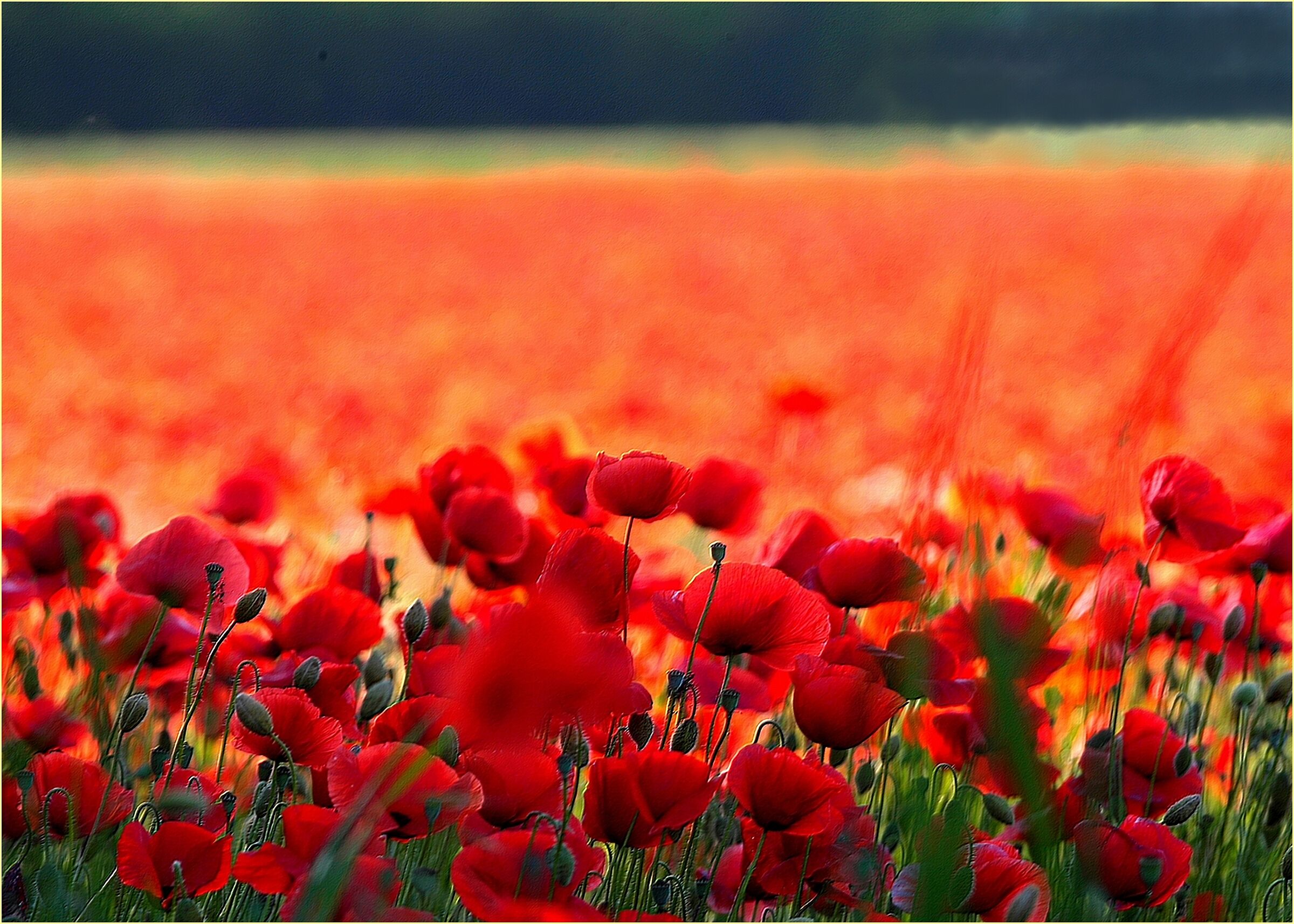 '' poppies ''