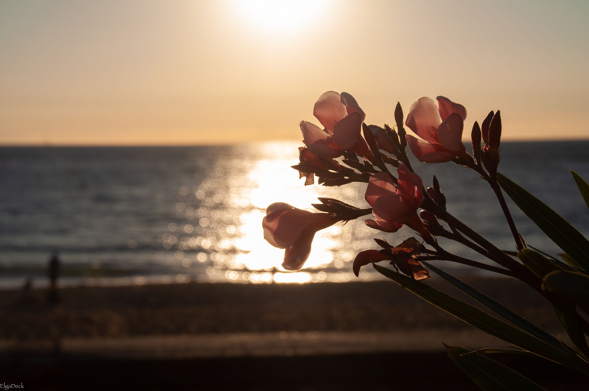 flowers in sun