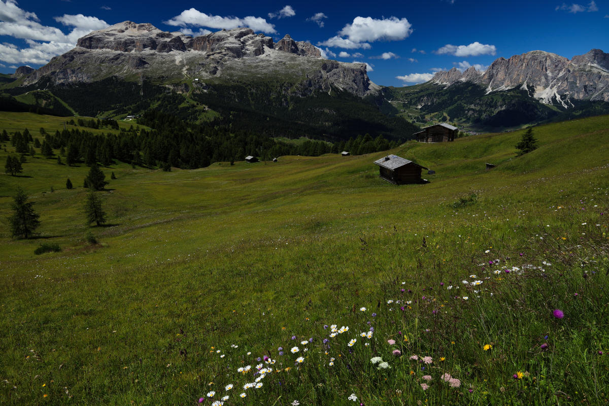 Dolomiti in fiore